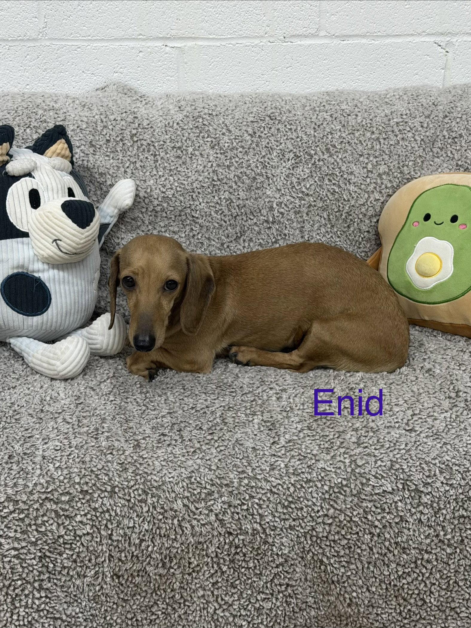 Enid, Adoptable, Adult Female Dachshund.