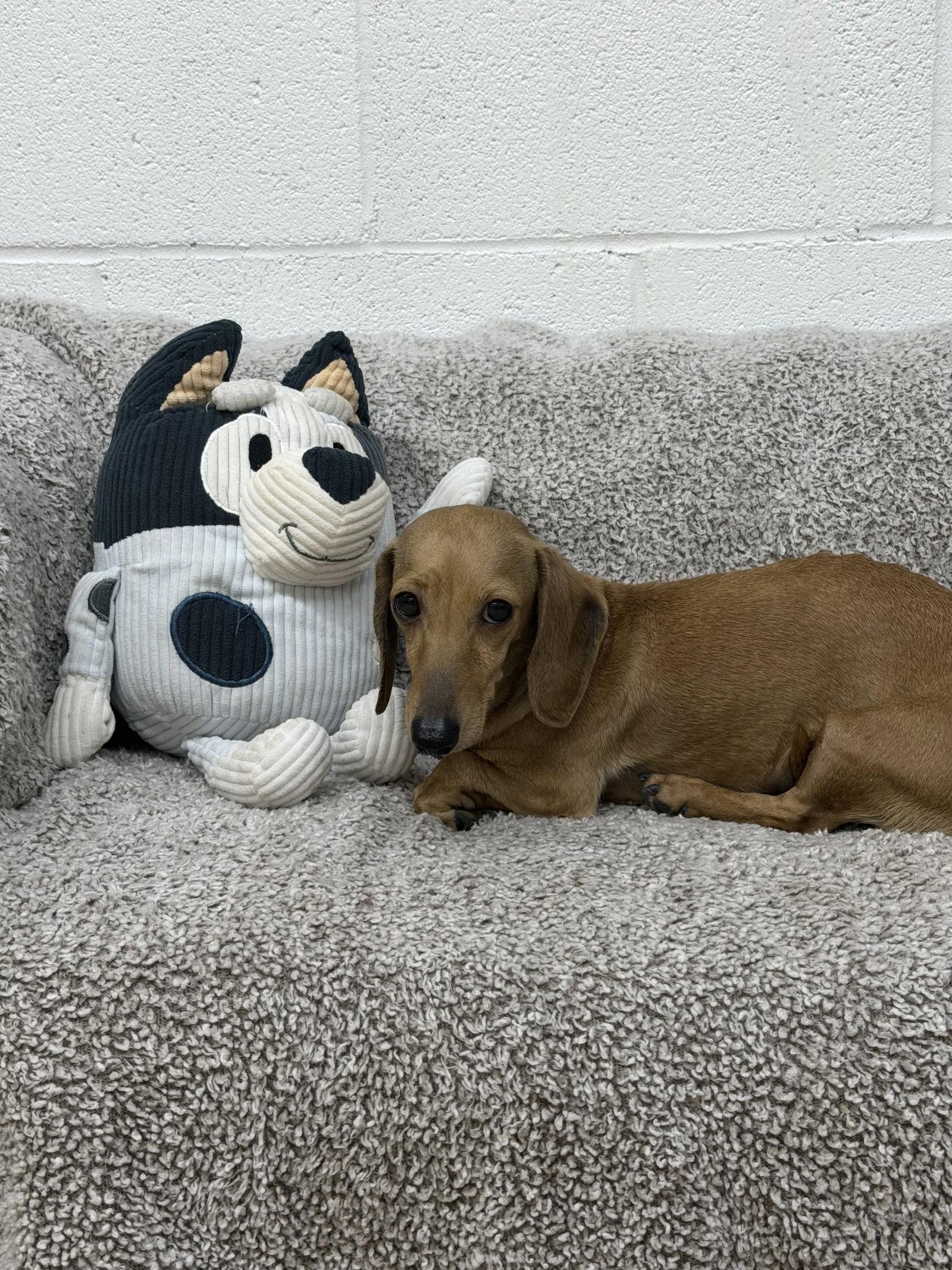 Enlarge Enid, a Adoptable Dachshund in York, SC image 2/2