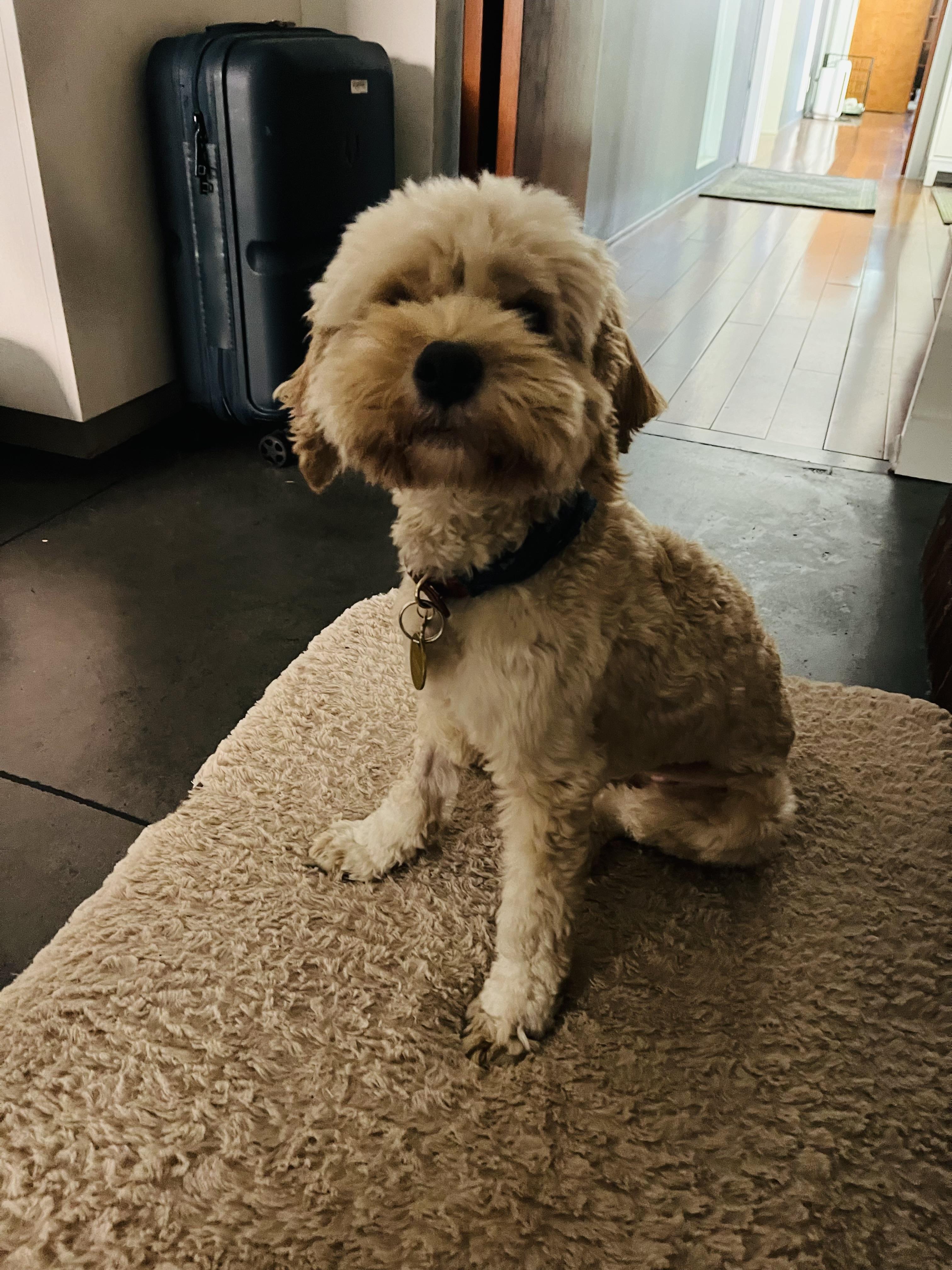 Sachie, Adopted, Young Female Poodle.