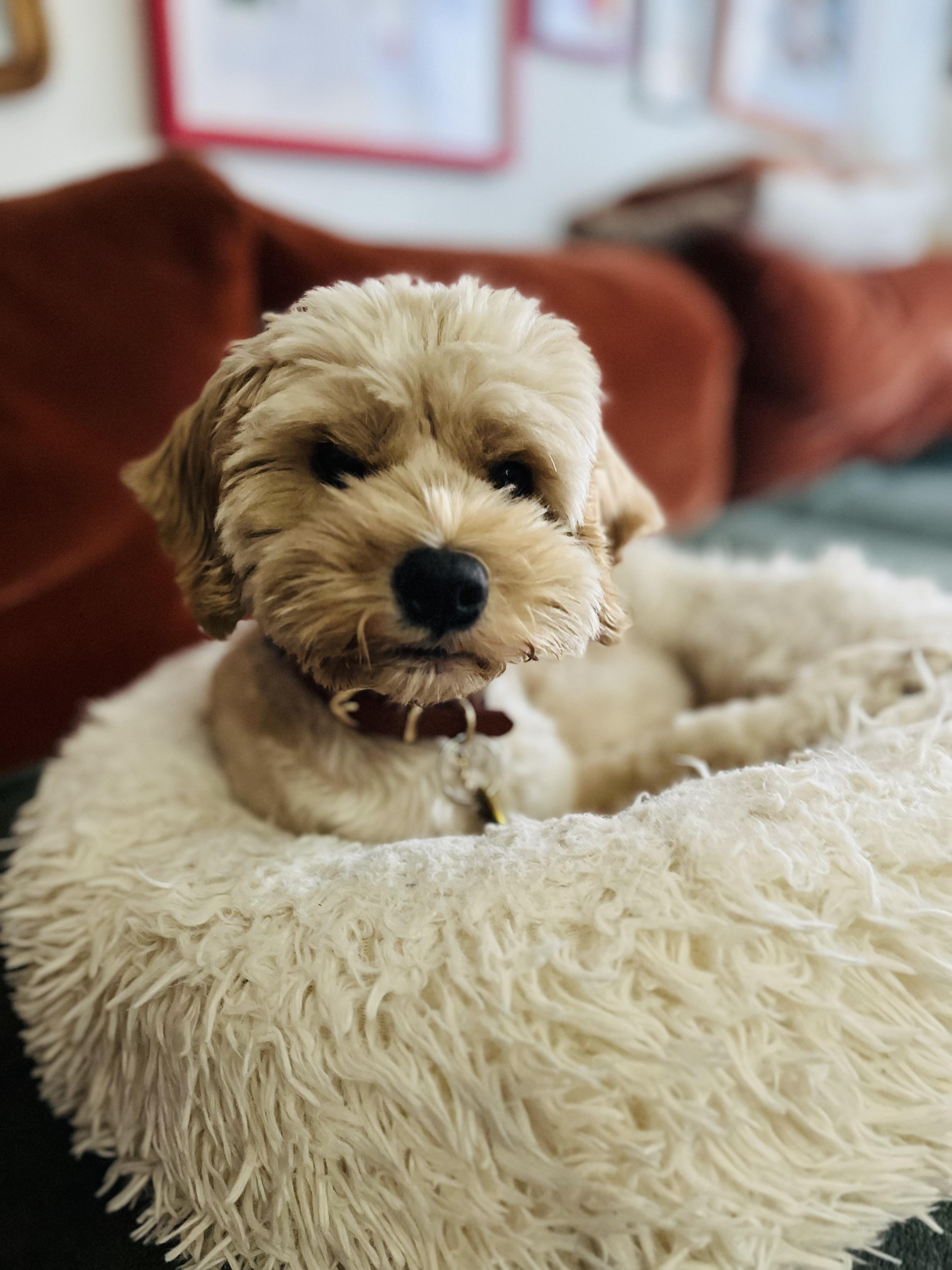 Enlarge Sachie, a Adopted mixed breed in Pasadena, CA image 5/6