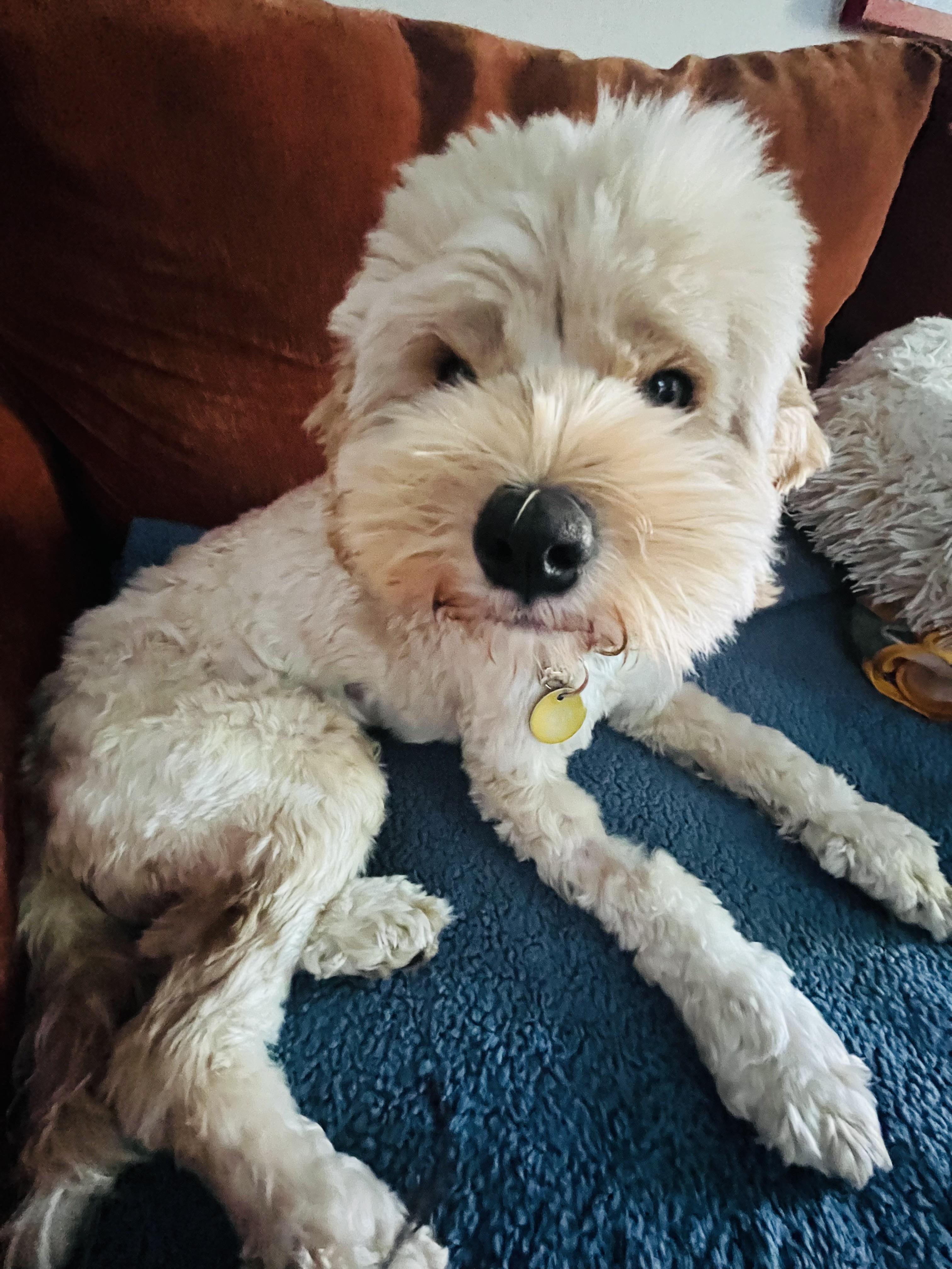 Enlarge Sachie, a Adopted mixed breed in Pasadena, CA image 4/6