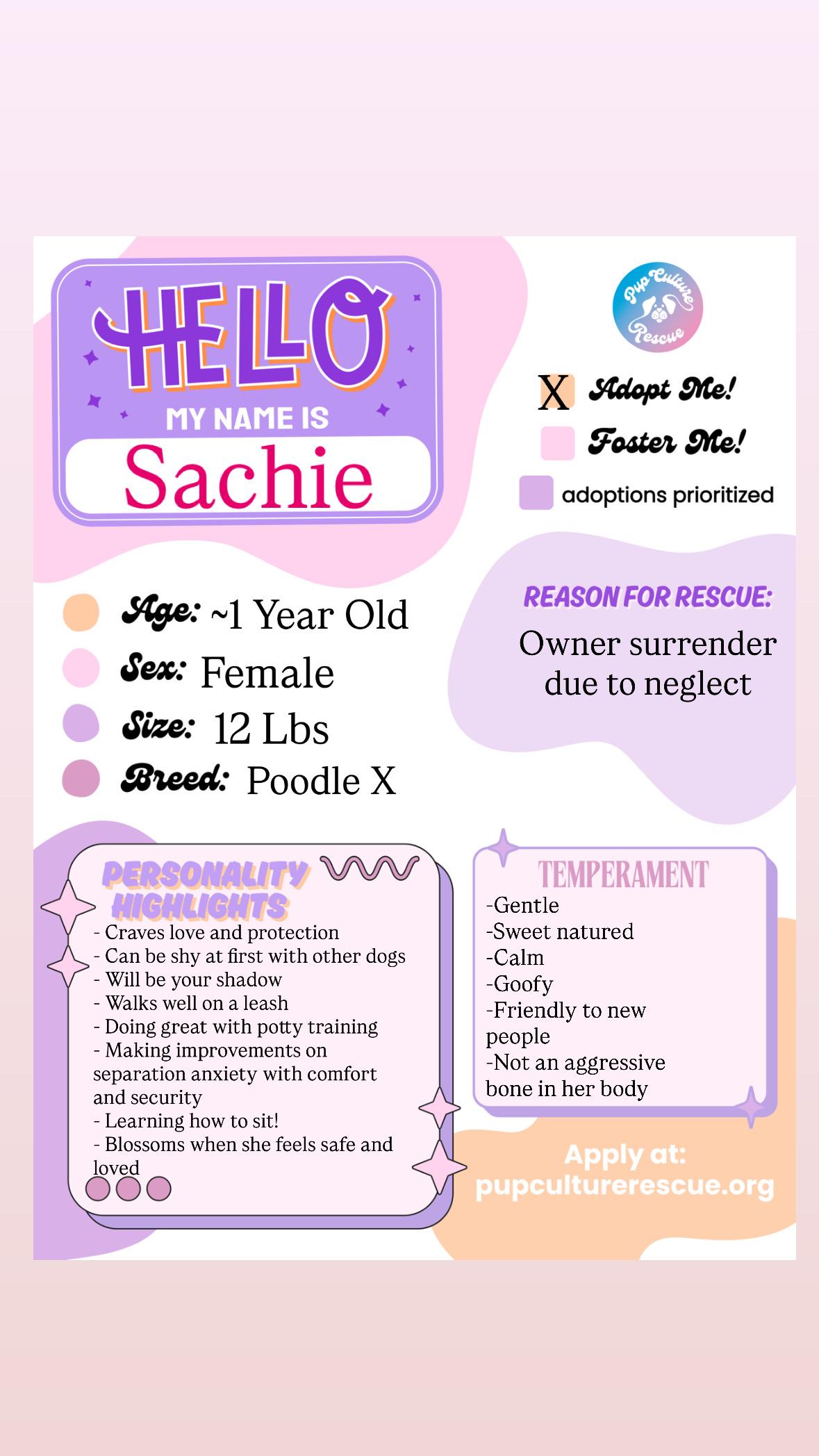 Enlarge Sachie, a Adopted mixed breed in Pasadena, CA image 2/6