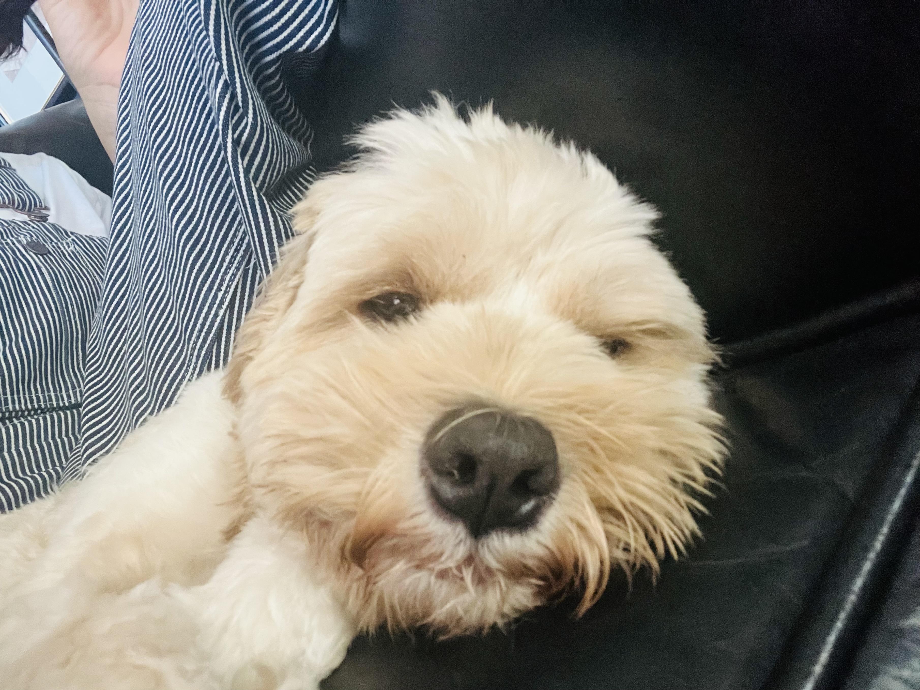 Enlarge Sachie, a Adopted mixed breed in Pasadena, CA image 6/6
