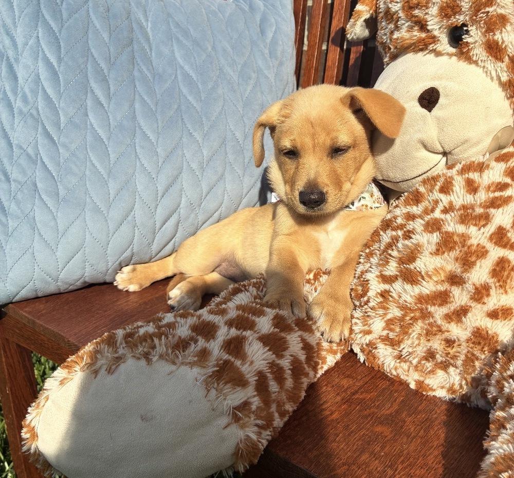 Cowan / Merlot, Adopted, Puppy Female Labrador Retriever & Mixed Breed.