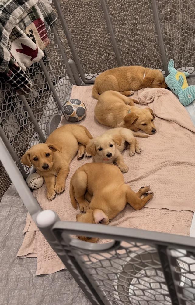 Enlarge Cowan / Merlot, a Adopted mixed breed in Broomfield, CO image 3/6