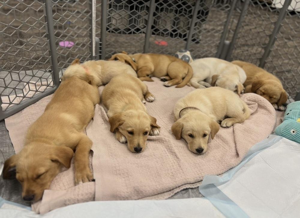 Enlarge Cowan / Merlot, a Adopted mixed breed in Broomfield, CO image 6/6