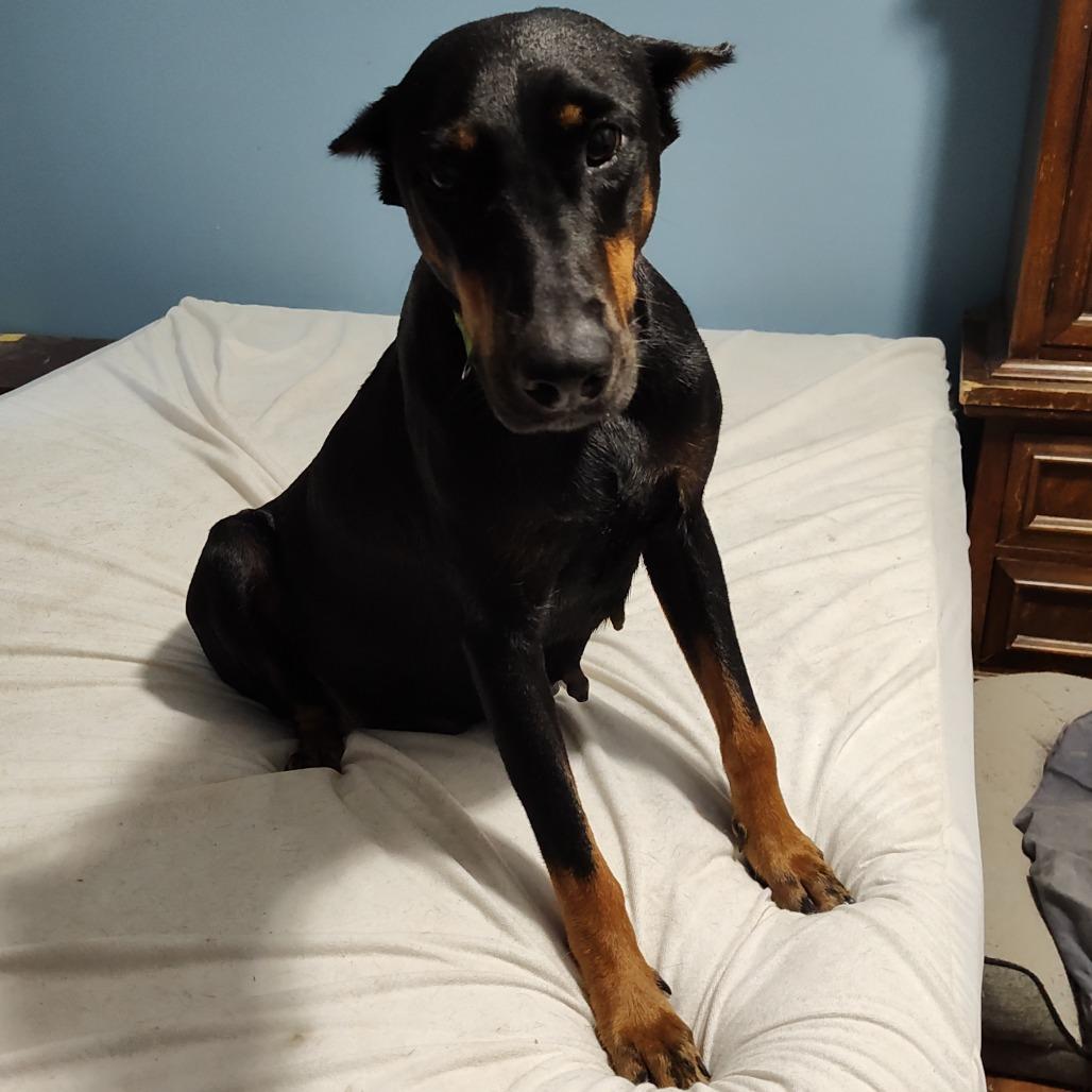 Enlarge Marilyn Monroe, a Adoptable Doberman Pinscher in Fredericksburg, VA image 1/6