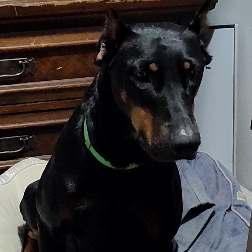Enlarge Marilyn Monroe, a Adoptable Doberman Pinscher in Fredericksburg, VA image 2/6