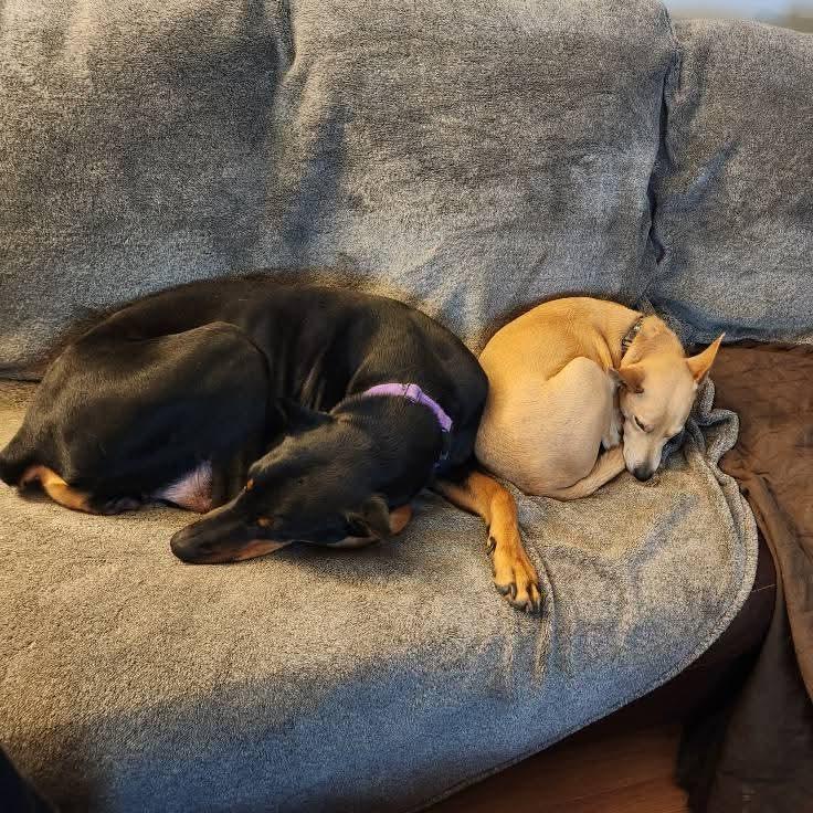 Enlarge Marilyn Monroe, a Adoptable Doberman Pinscher in Fredericksburg, VA image 3/6