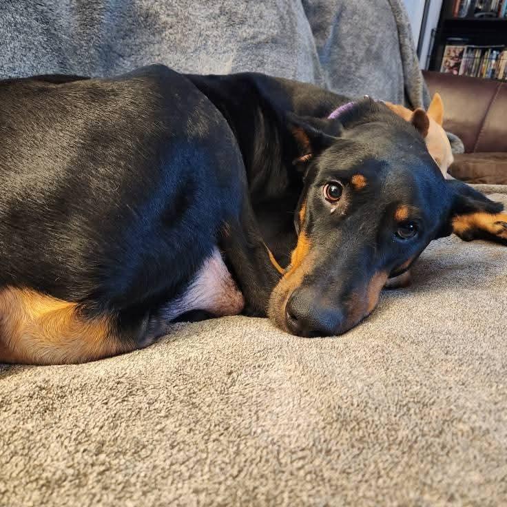 Enlarge Marilyn Monroe, a Adoptable Doberman Pinscher in Fredericksburg, VA image 4/6