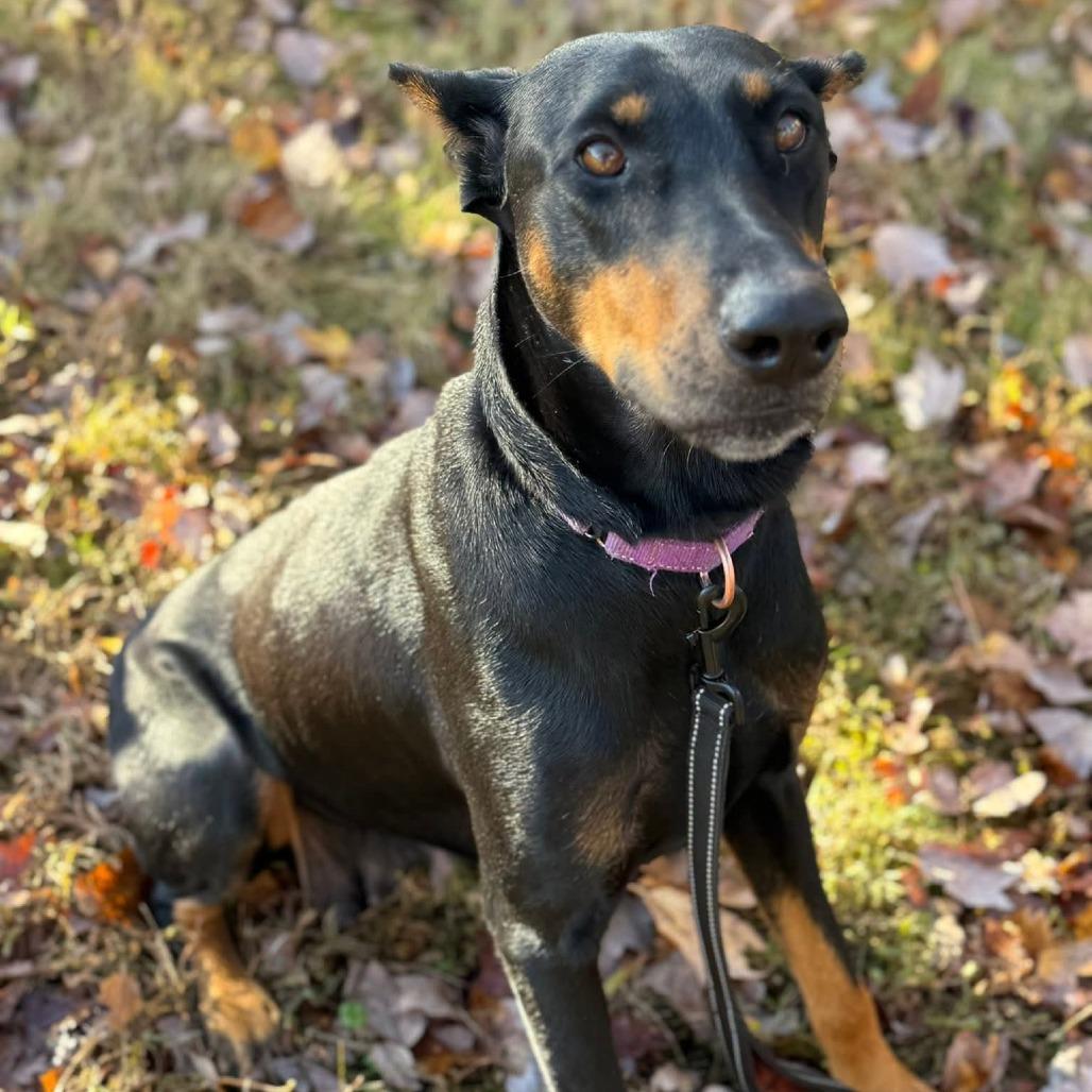 Enlarge Marilyn Monroe, a Adoptable Doberman Pinscher in Fredericksburg, VA image 5/6