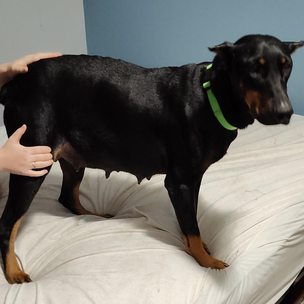 Enlarge Marilyn Monroe, a Adoptable Doberman Pinscher in Fredericksburg, VA image 6/6