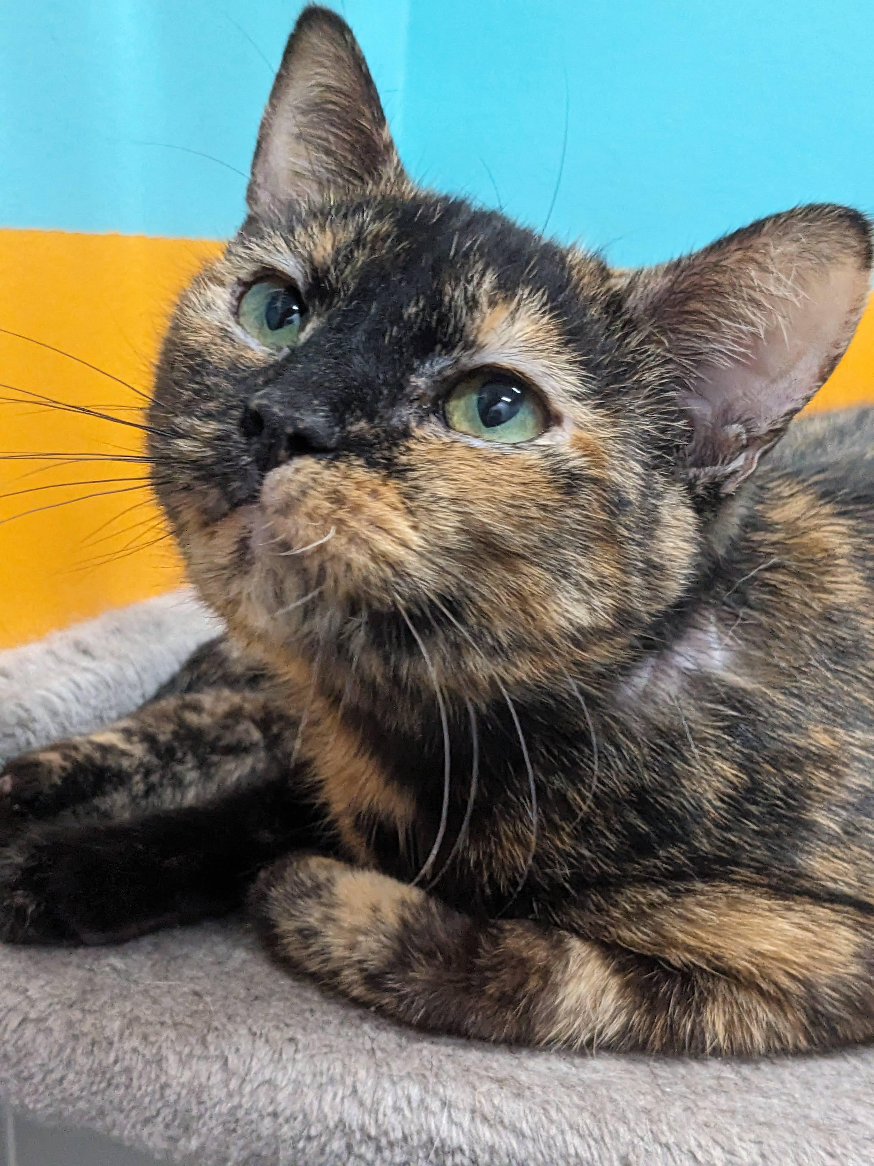 Clementine