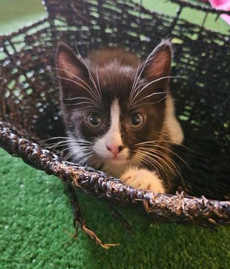 Enlarge Monica, a Adoptable Domestic Short Hair in Coralville, IA image 1/2