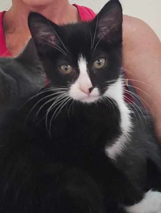 Enlarge Monica, a Adoptable Domestic Short Hair in Coralville, IA image 2/2