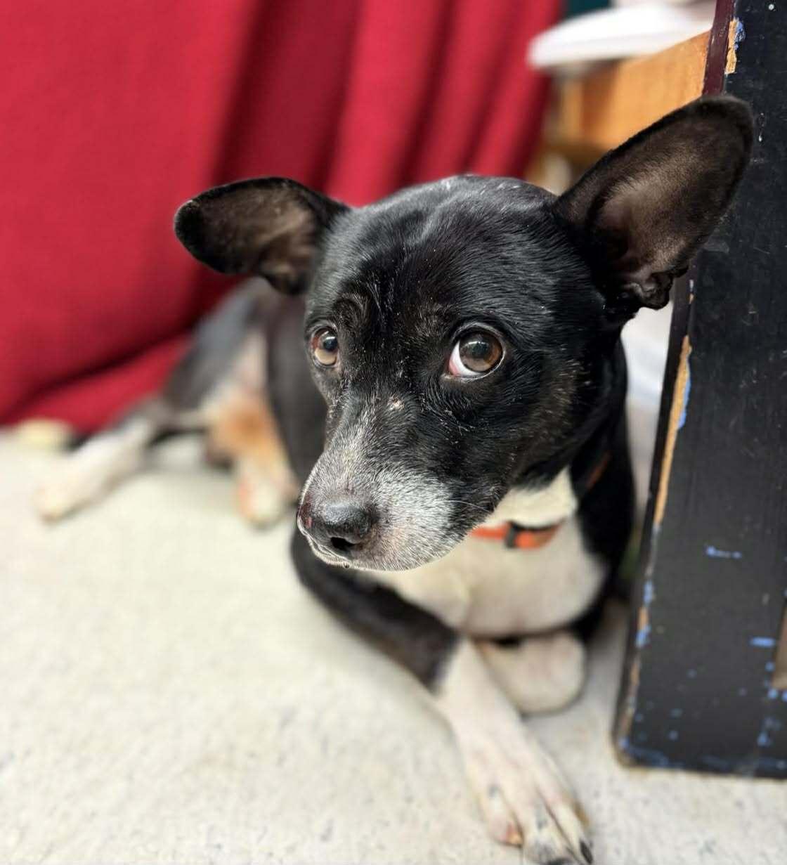 Donovan, a ADOPTABLE mixed breed in Grants Pass, OR image 1/3