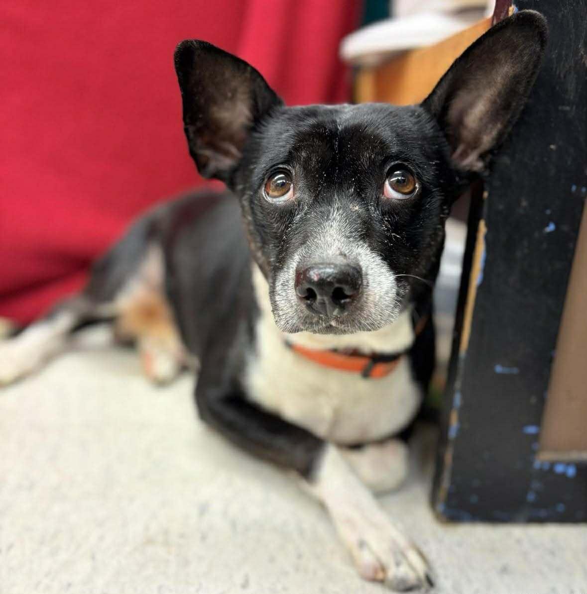 Donovan, a ADOPTABLE mixed breed in Grants Pass, OR image 2/3