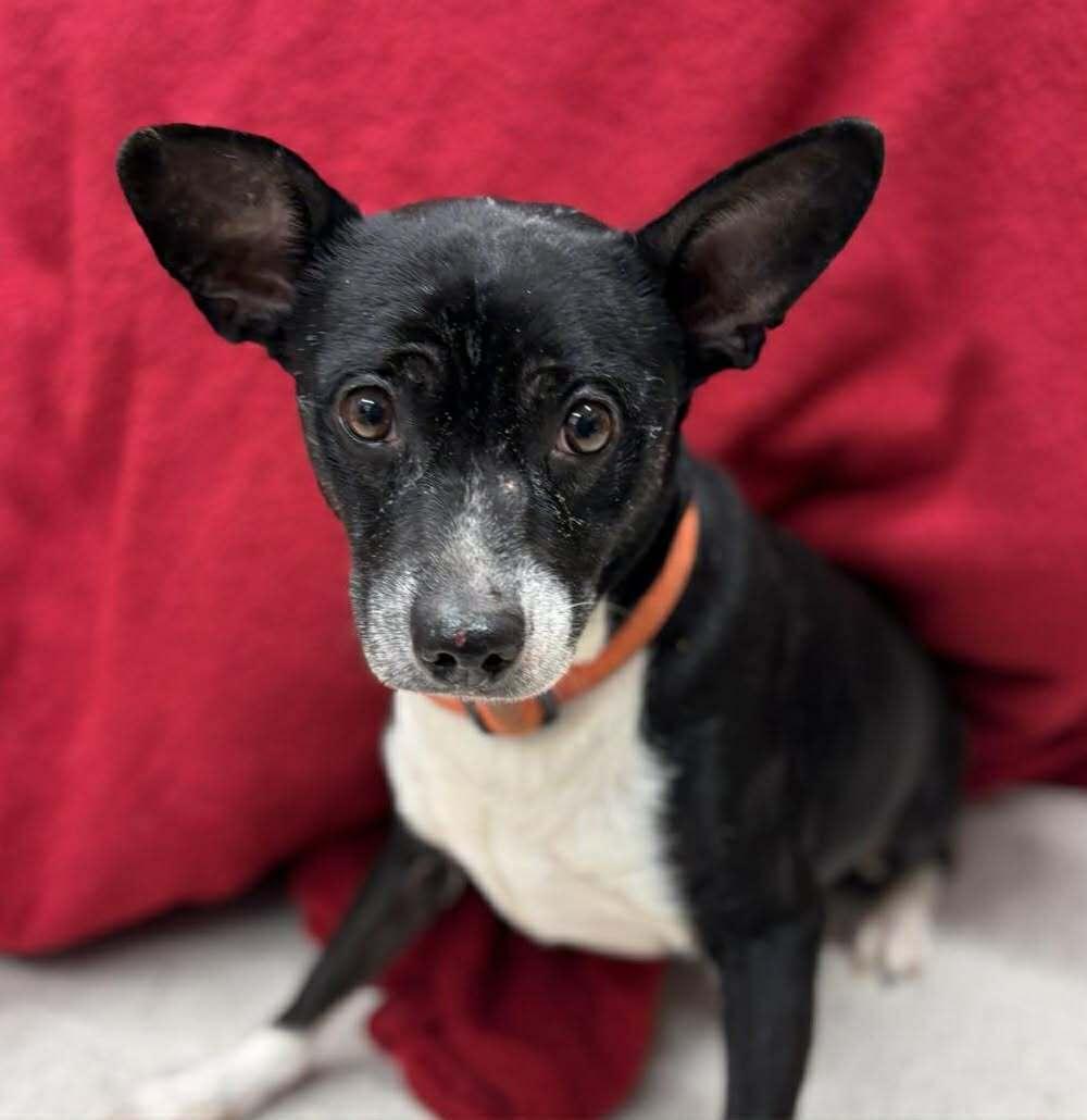 Donovan, a ADOPTABLE mixed breed in Grants Pass, OR image 3/3