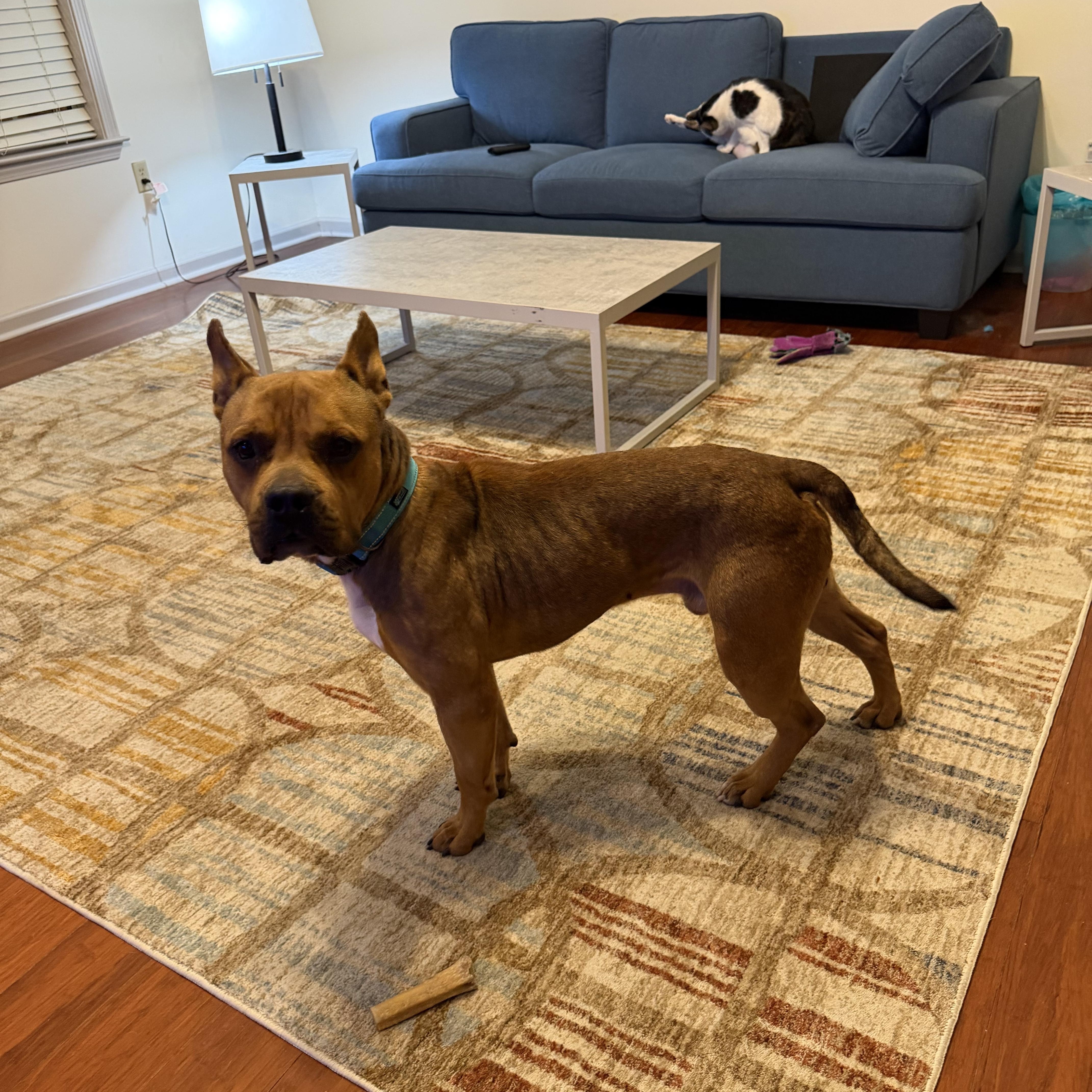Enlarge Luca, a Adoptable mixed breed in Atoka, TN image 3/6