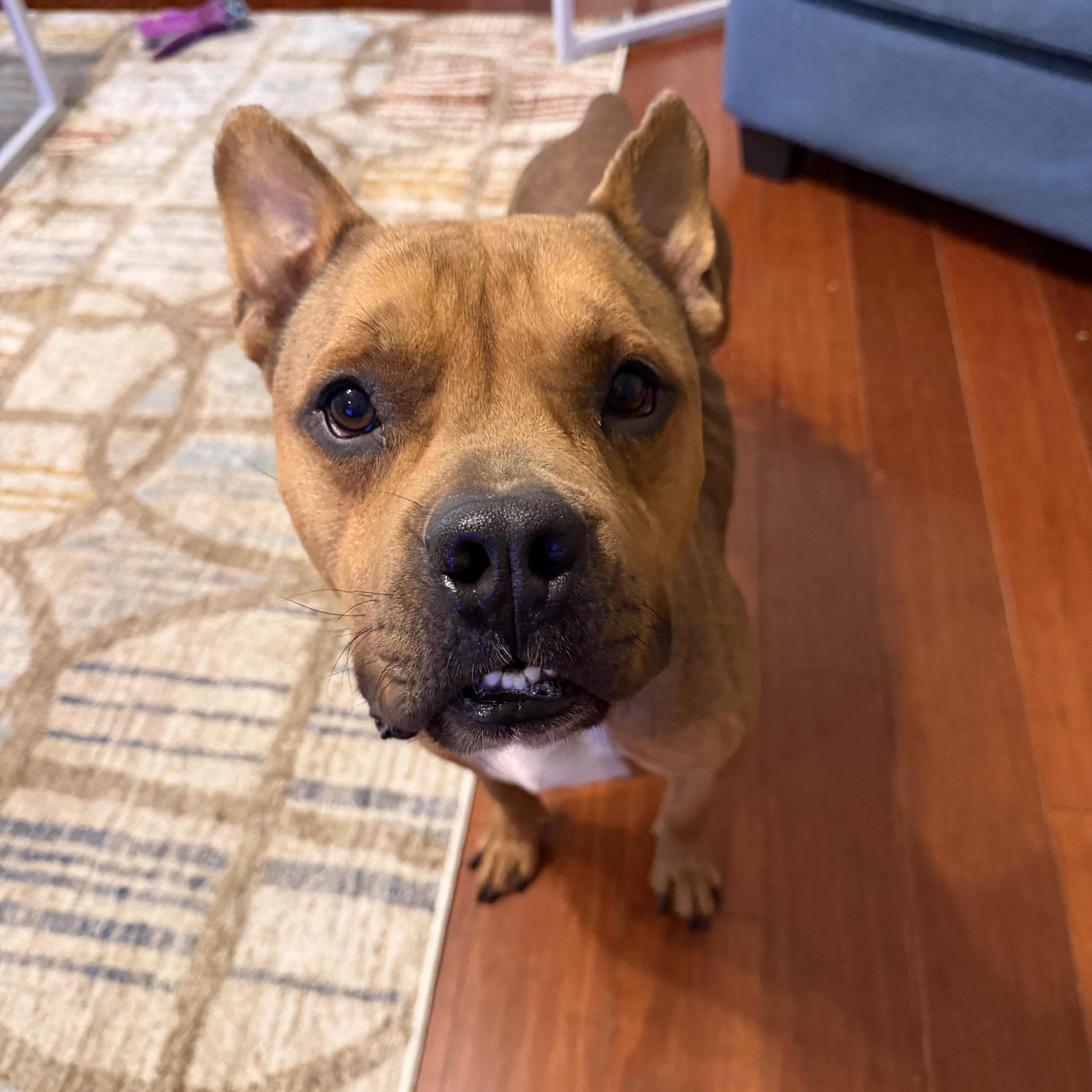 Luca, Adoptable, Adult Male Boxer & Mixed Breed.