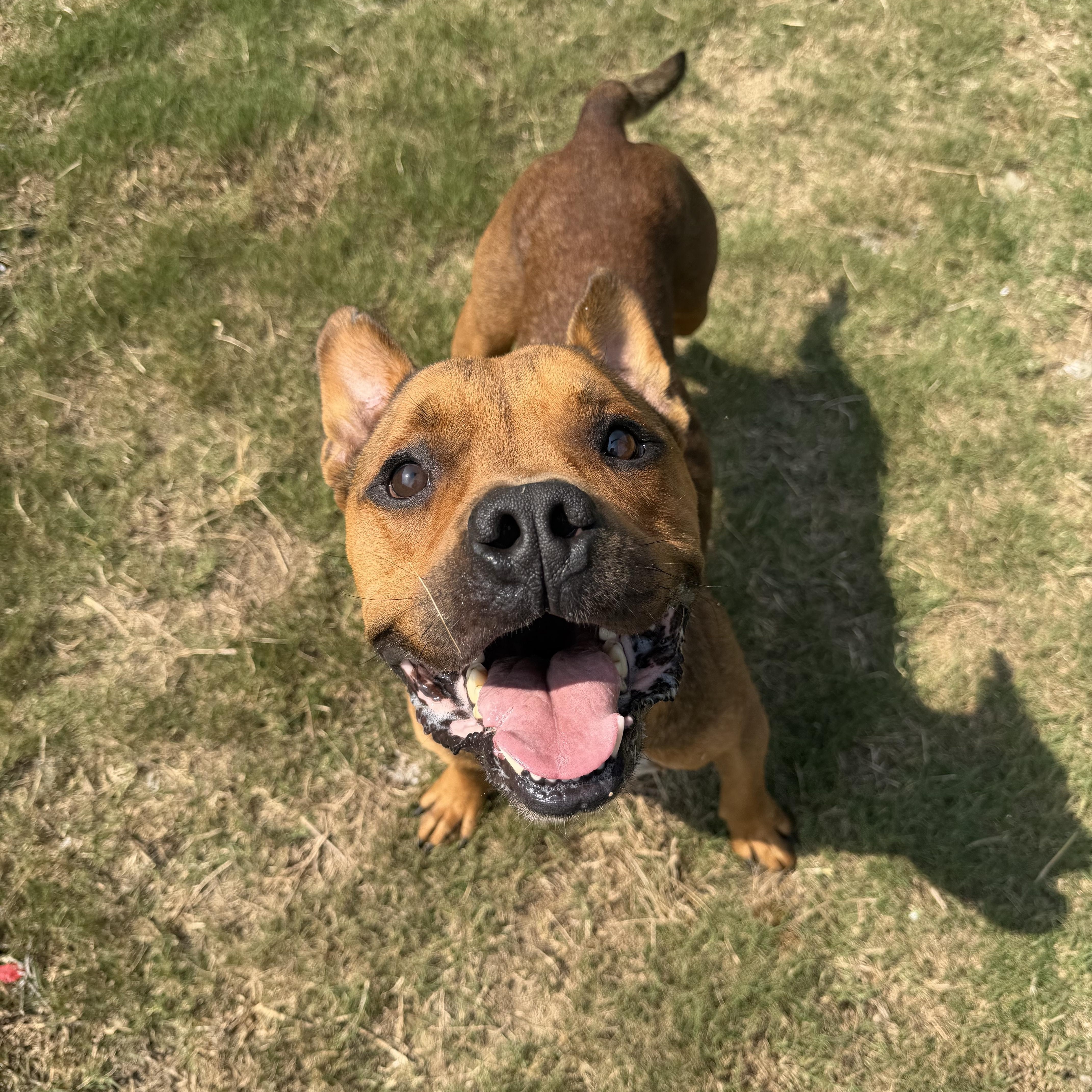 Enlarge Luca, a Adoptable mixed breed in Atoka, TN image 2/6