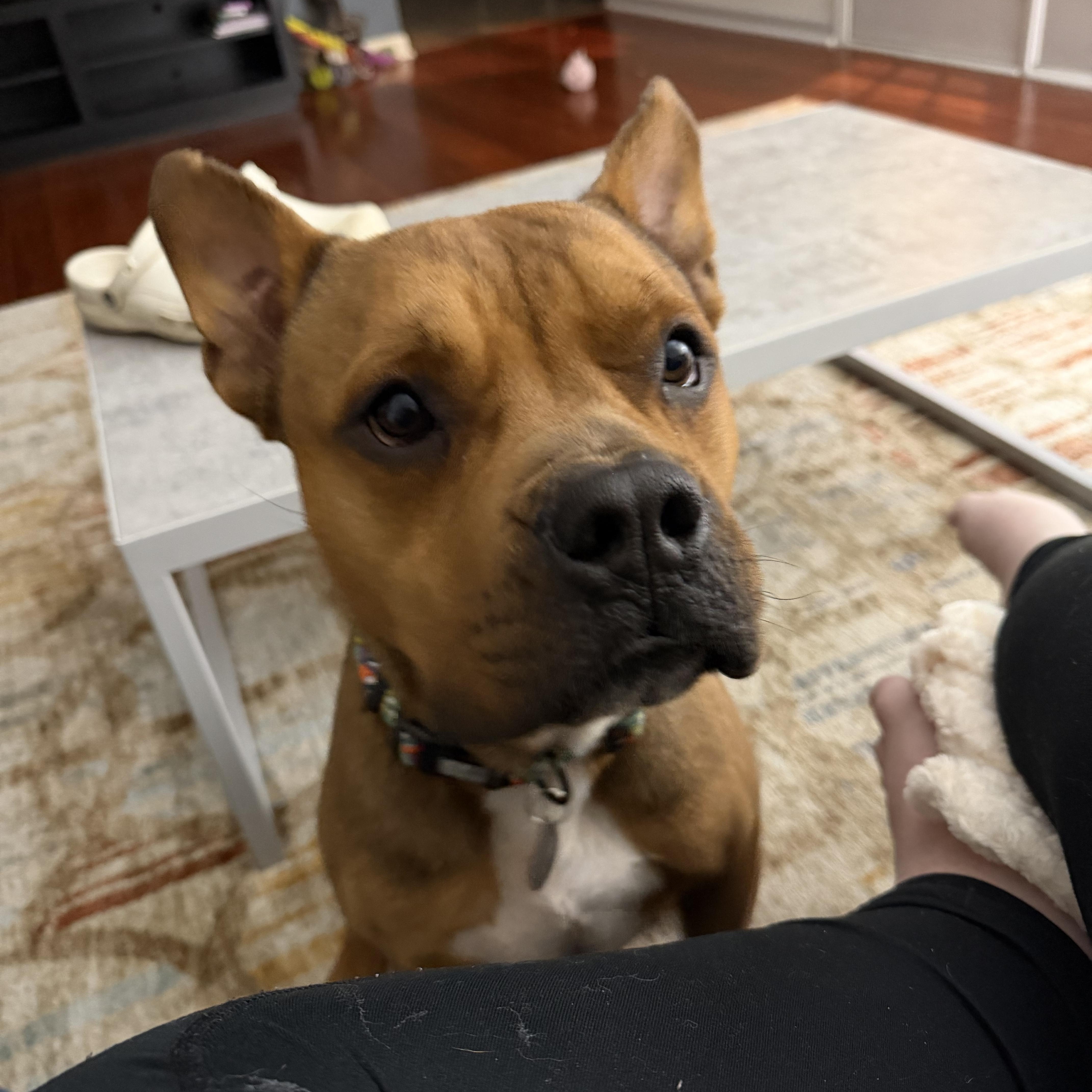 Enlarge Luca, a Adoptable mixed breed in Atoka, TN image 4/6