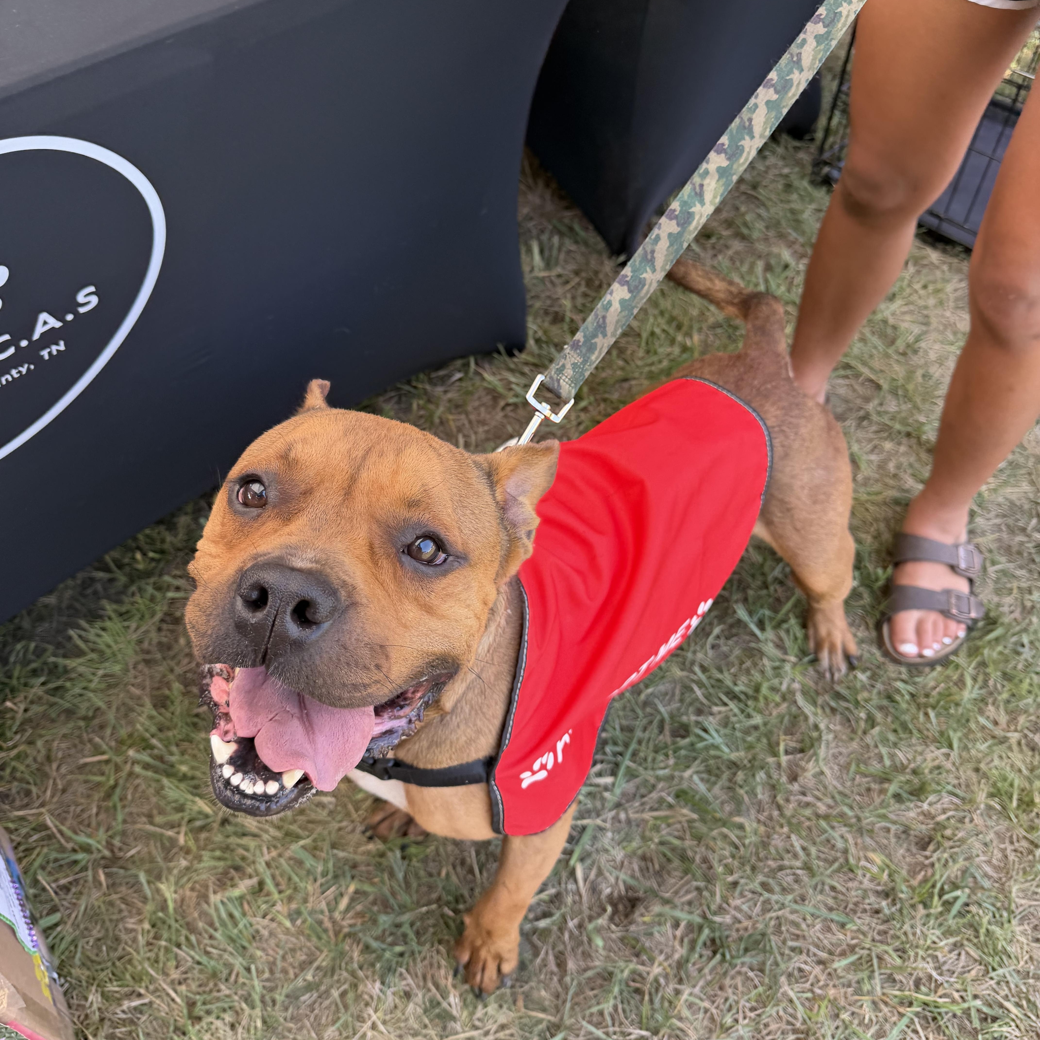 Enlarge Luca, a Adoptable mixed breed in Atoka, TN image 5/6