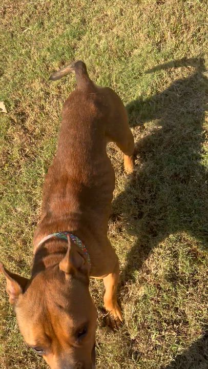 Enlarge Luca, a Adoptable mixed breed in Atoka, TN video 6/6