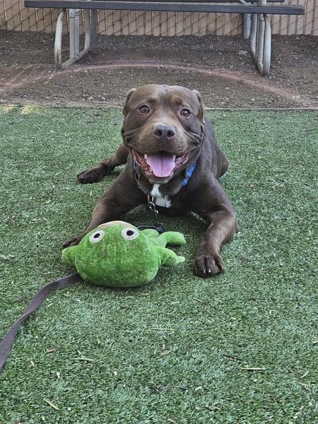 Chaol, Adoptable, Young Male Pit Bull Terrier & Labrador Retriever.