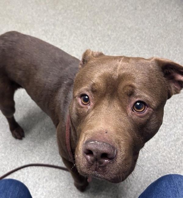 Enlarge Chaol, a Adoptable mixed breed in El Cajon, CA image 2/4