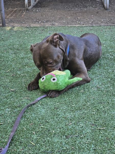 Enlarge Chaol, a Adoptable mixed breed in El Cajon, CA image 3/4