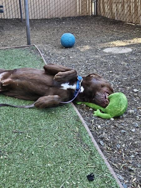 Enlarge Chaol, a Adoptable mixed breed in El Cajon, CA image 4/4