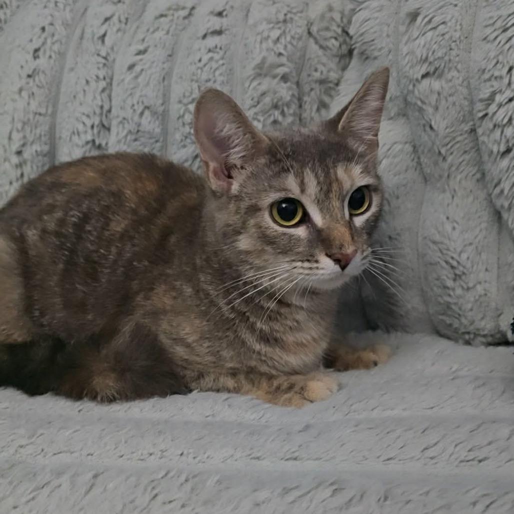 Hula, Adoptable, Young Female Domestic Short Hair.