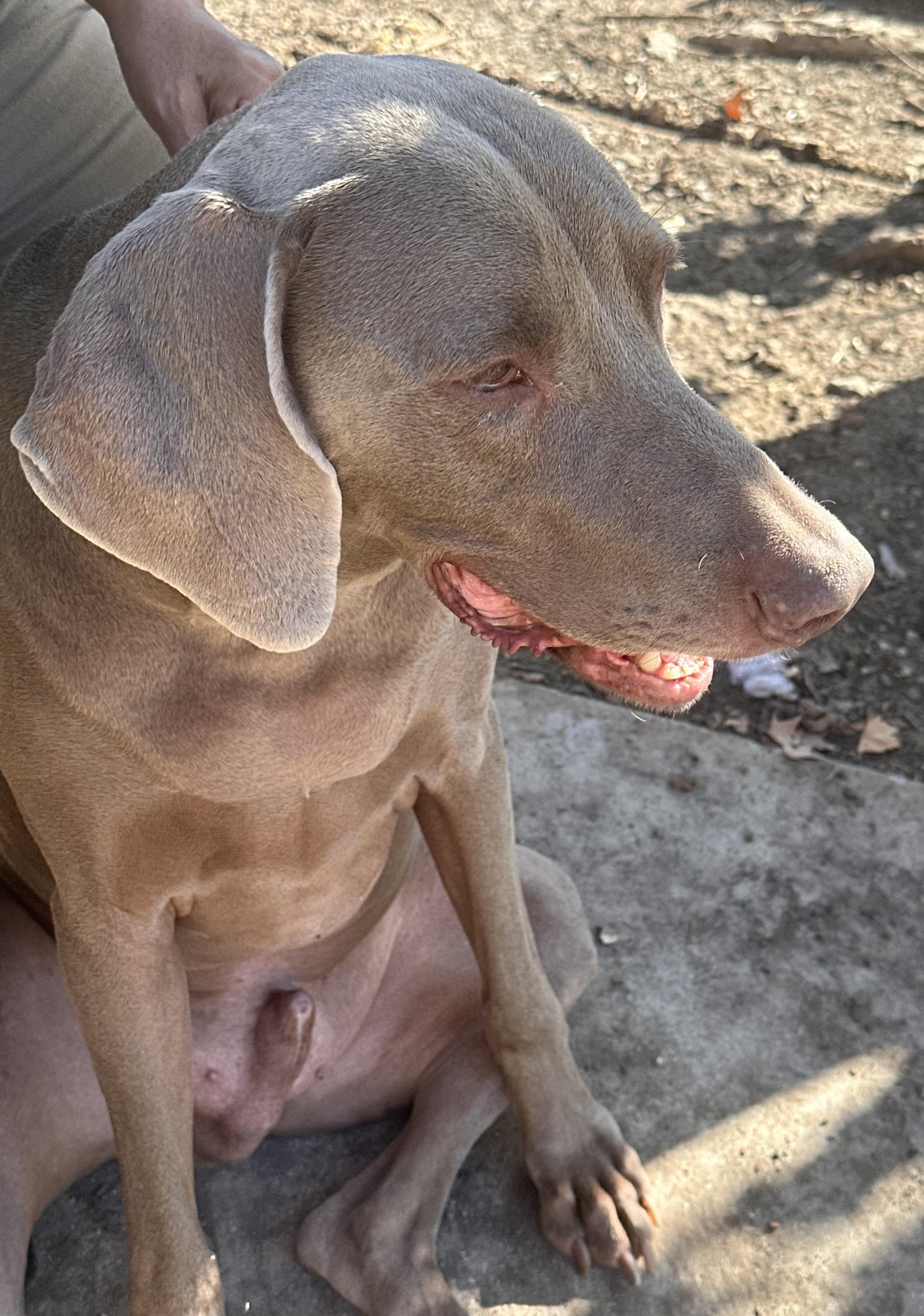 Enlarge Jake, a Adoptable mixed breed in Ancaster, ON image 6/6