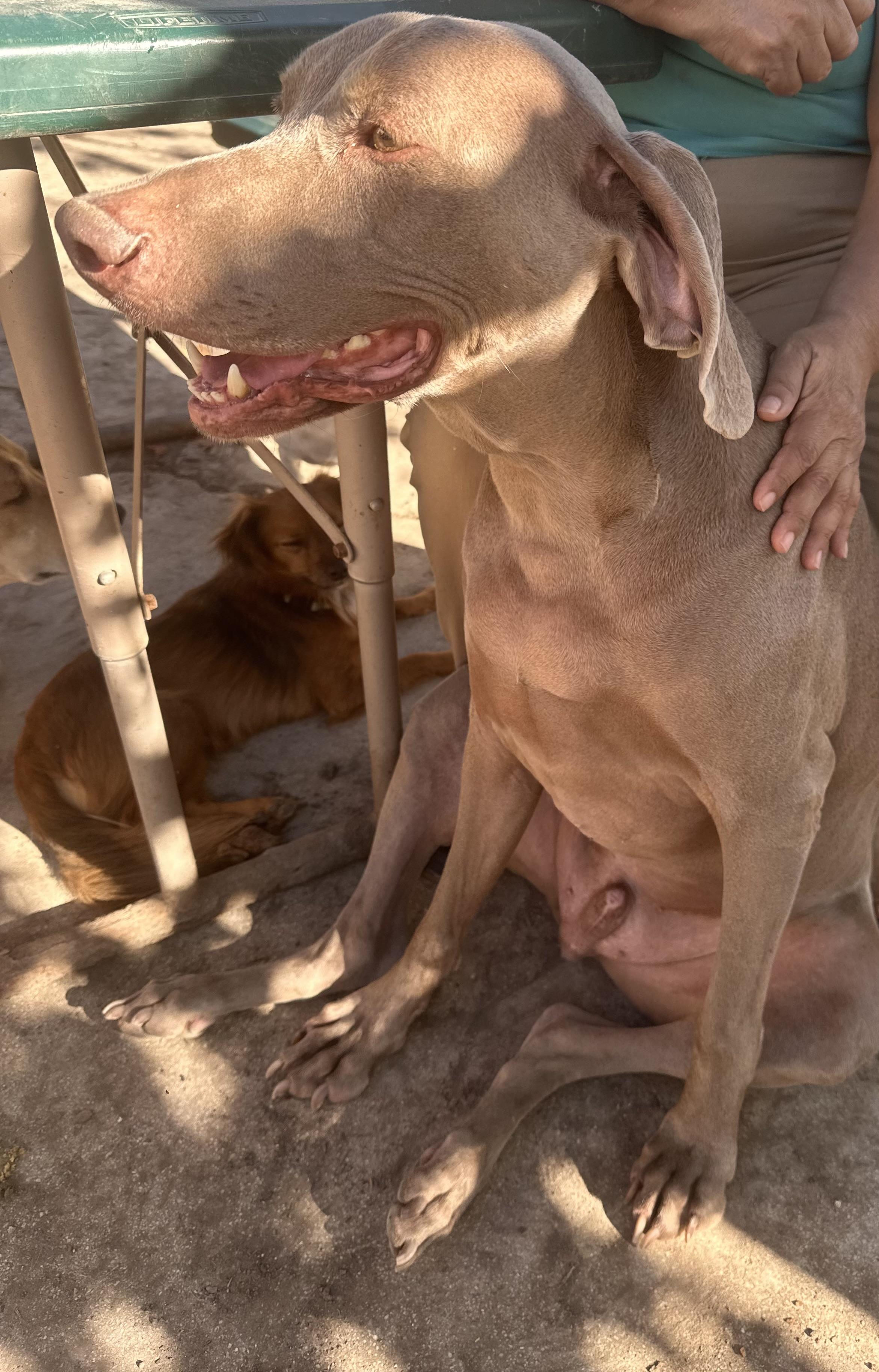 Enlarge Jake, a Adoptable mixed breed in Ancaster, ON image 4/6
