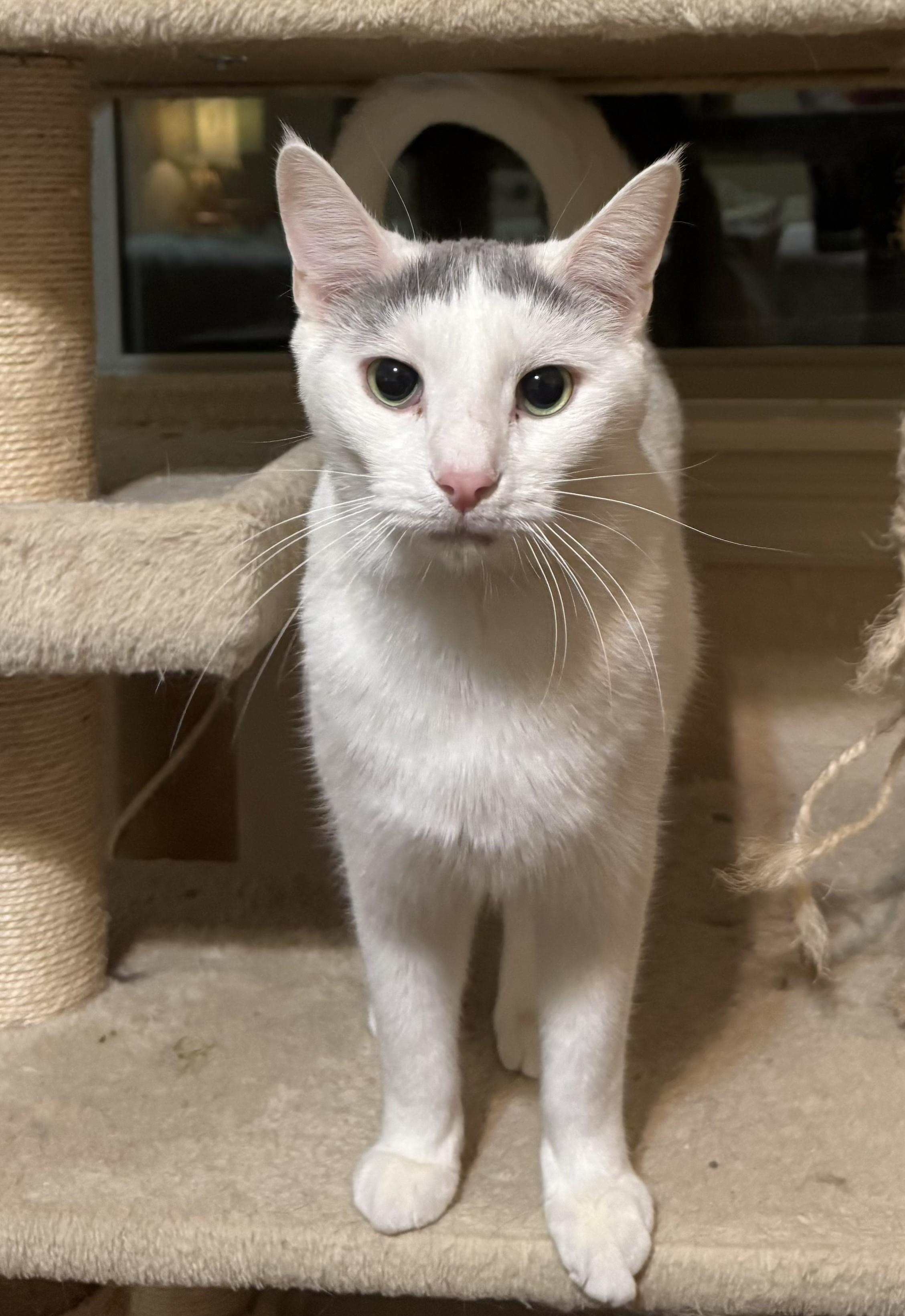 Enlarge Sherbert, a ADOPTABLE Domestic Short Hair in Bentonville, AR image 1/1