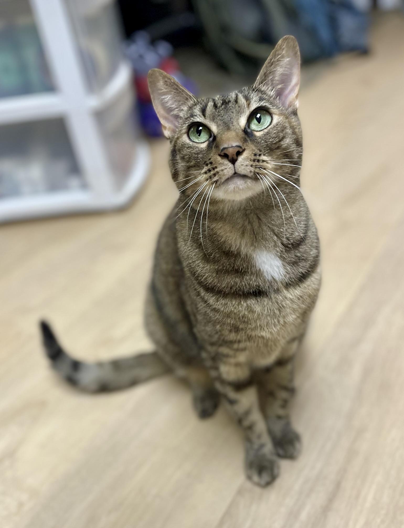 Gypsy, ADOPTABLE, Adult Female Domestic Short Hair.