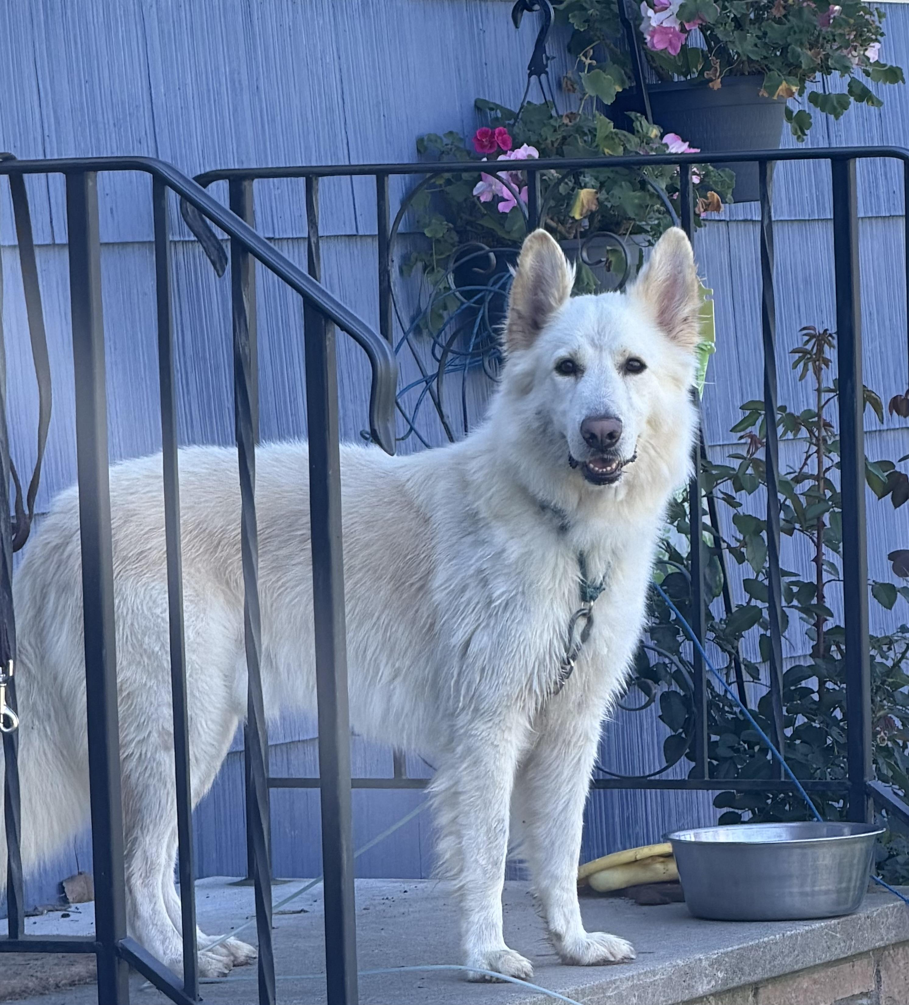 Bixby, Adoptable, Adult Male German Shepherd Dog.