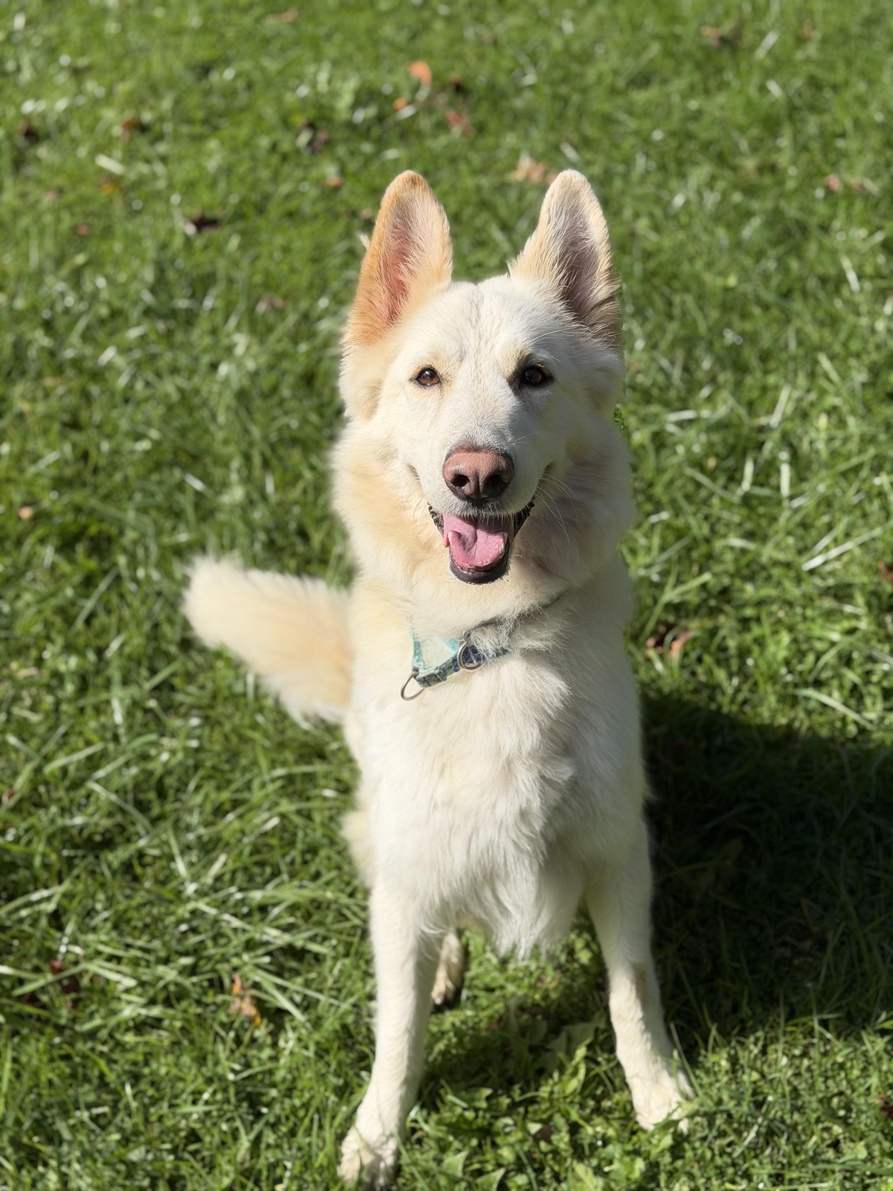 Enlarge Bixby, a Adoptable mixed breed in Jamesville, NY image 5/6