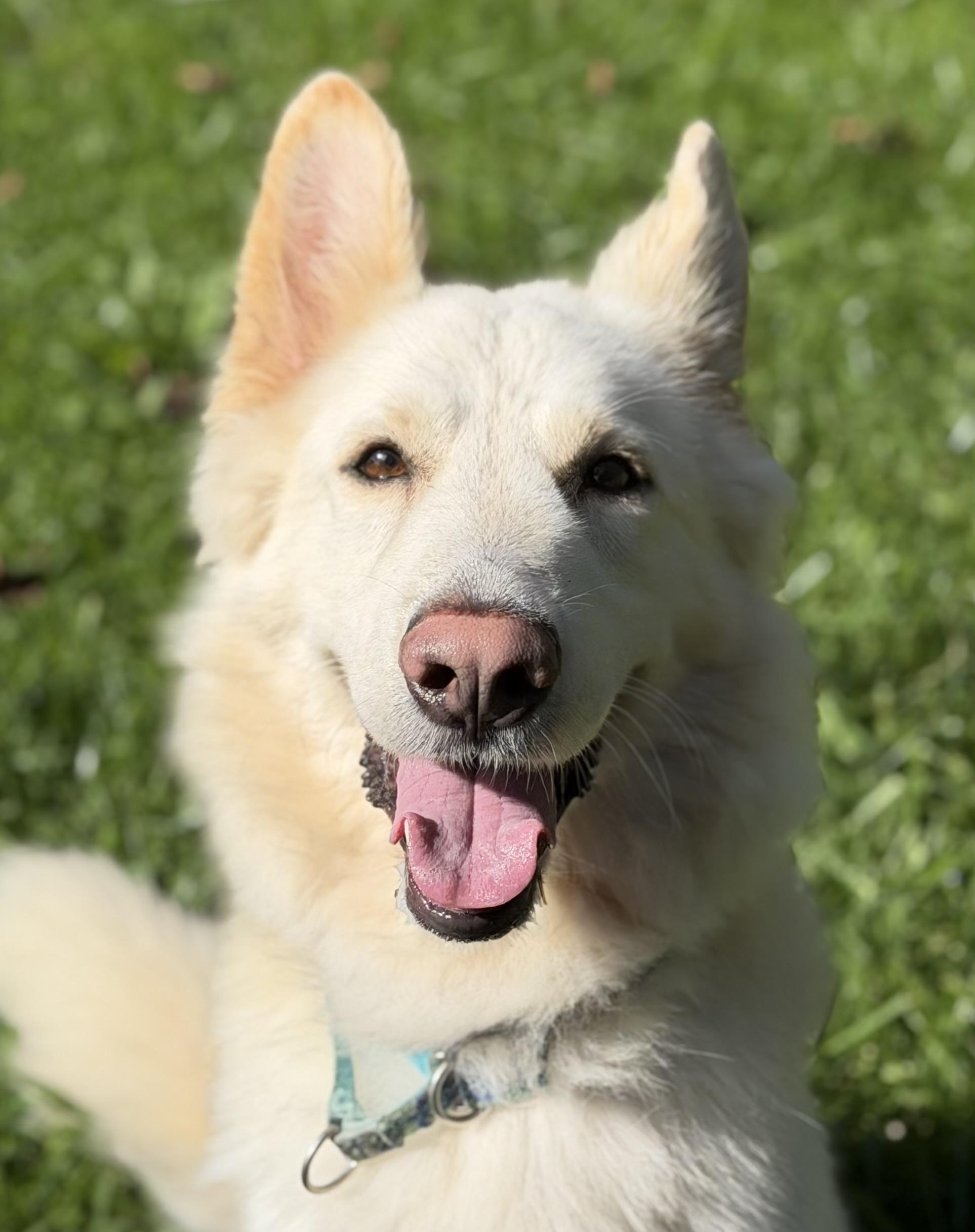 Enlarge Bixby, a Adoptable mixed breed in Jamesville, NY image 1/1