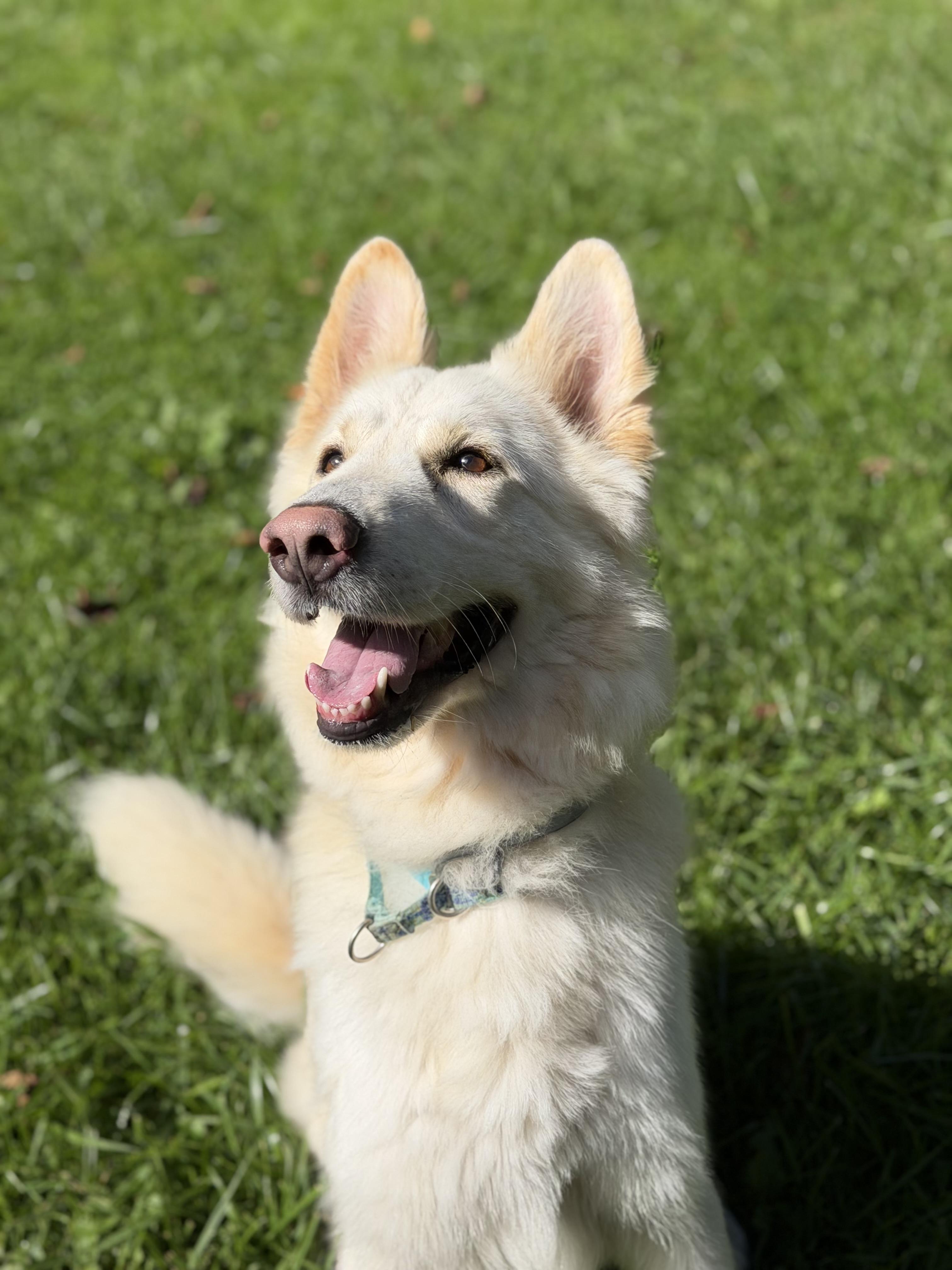 Enlarge Bixby, a Adoptable mixed breed in Jamesville, NY image 4/6