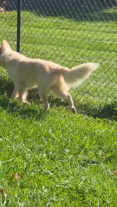 Enlarge Bixby, a Adoptable mixed breed in Jamesville, NY video 6/6