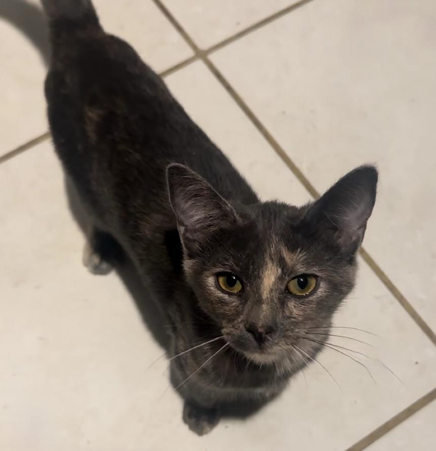 Opal, Adopted, Young Female Domestic Short Hair.