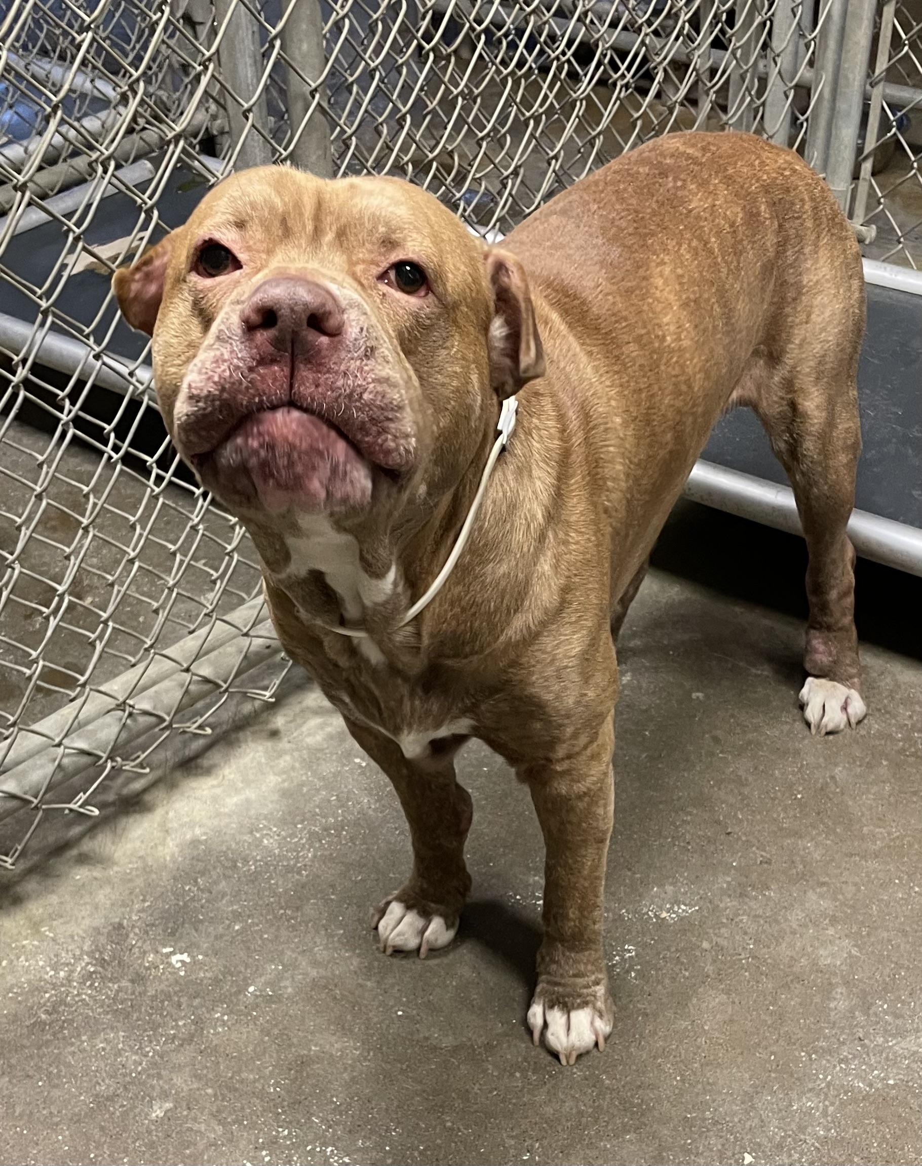 Enlarge Irwin AVAILABLE, a Adoptable Pit Bull Terrier in Canton, OH image 5/5