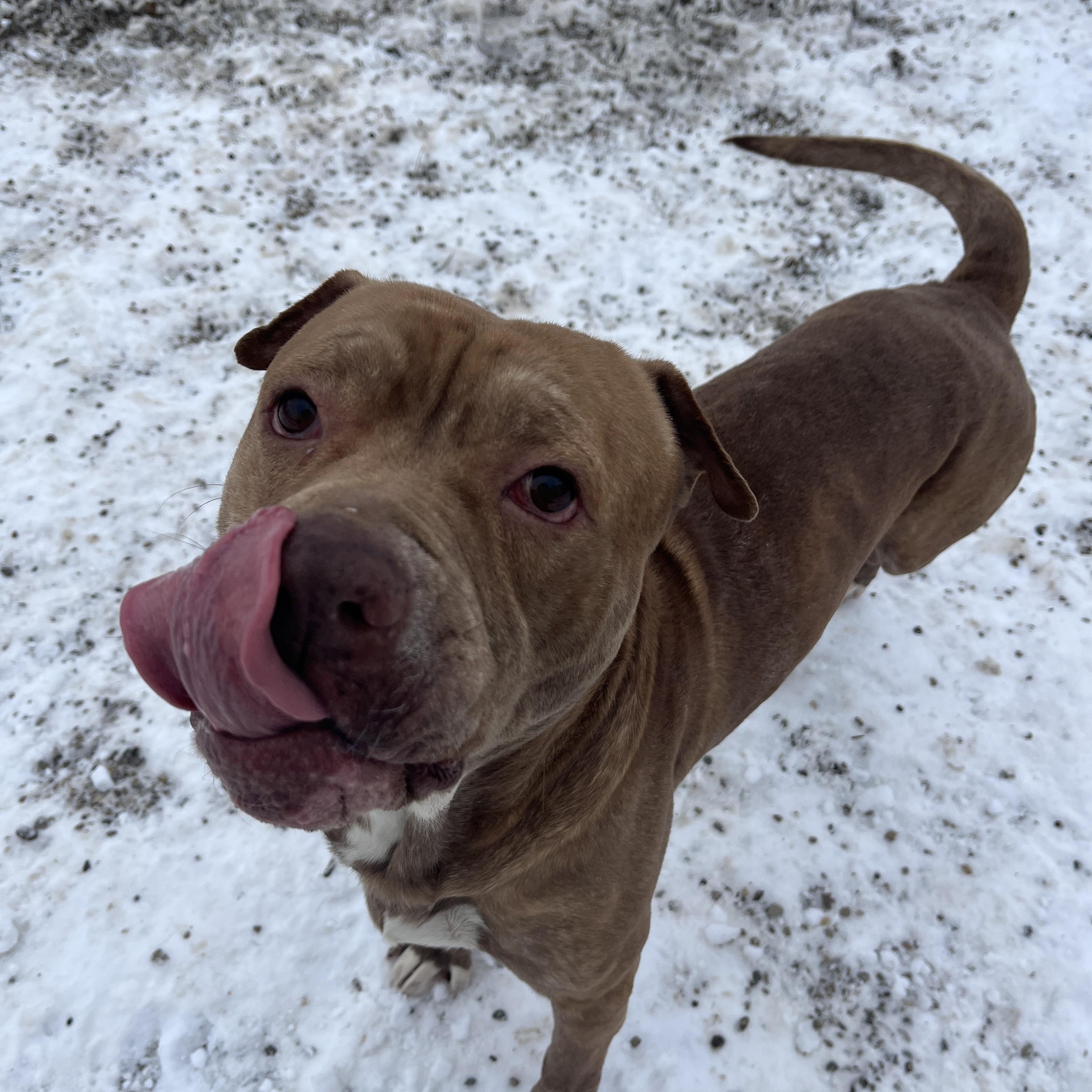 Enlarge Irwin AVAILABLE, a Adoptable Pit Bull Terrier in Canton, OH image 1/6