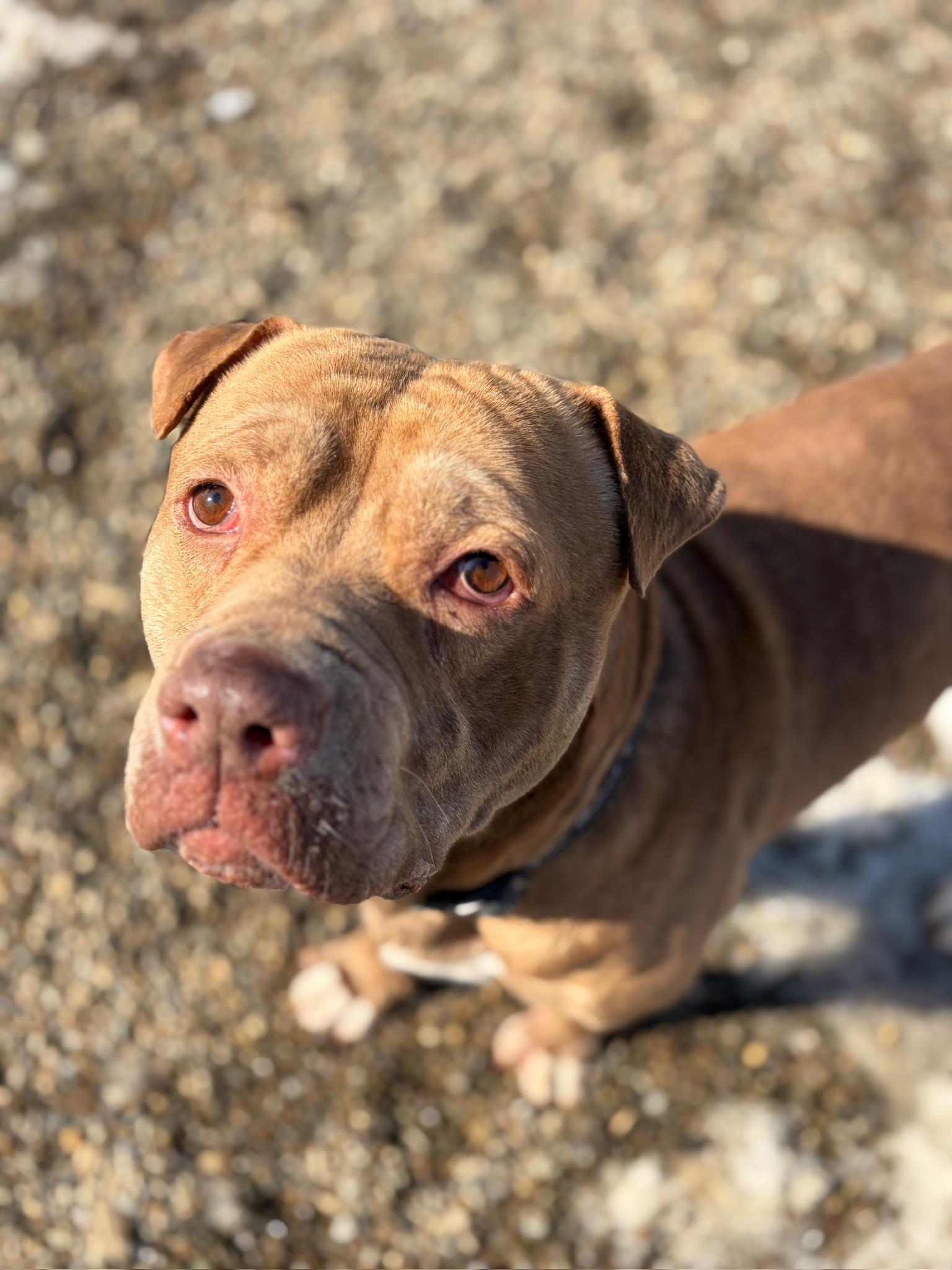 Enlarge Irwin AVAILABLE, a Adoptable mixed breed in Canton, OH image 1/6