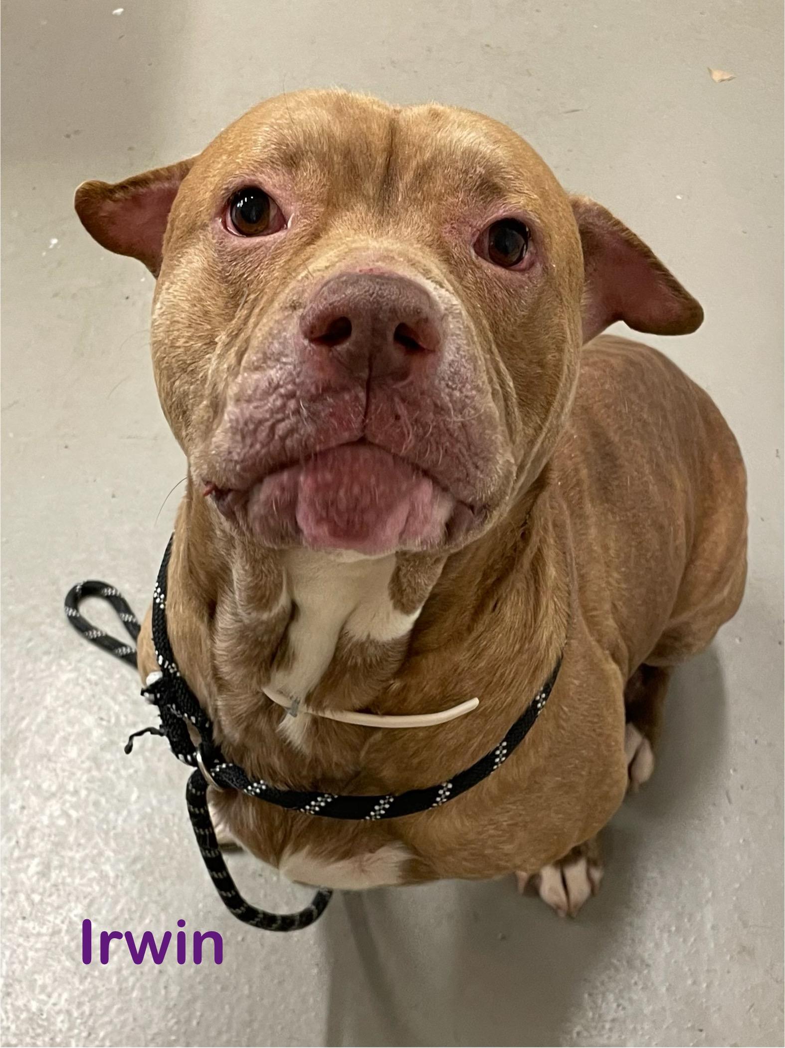 Enlarge Irwin AVAILABLE, a Adoptable Pit Bull Terrier in Canton, OH image 3/5