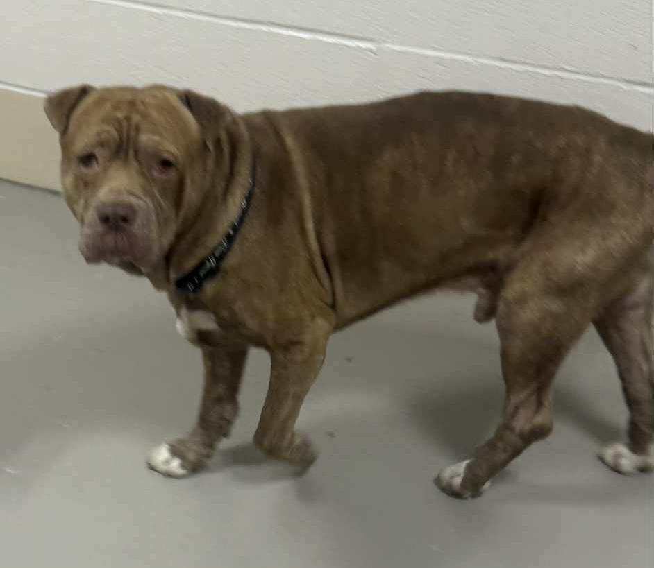 Enlarge Irwin AVAILABLE, a Adoptable Pit Bull Terrier in Canton, OH image 2/5