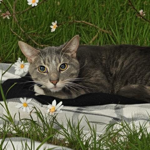 RONALD, Adoptable, Young Male Domestic Short Hair.