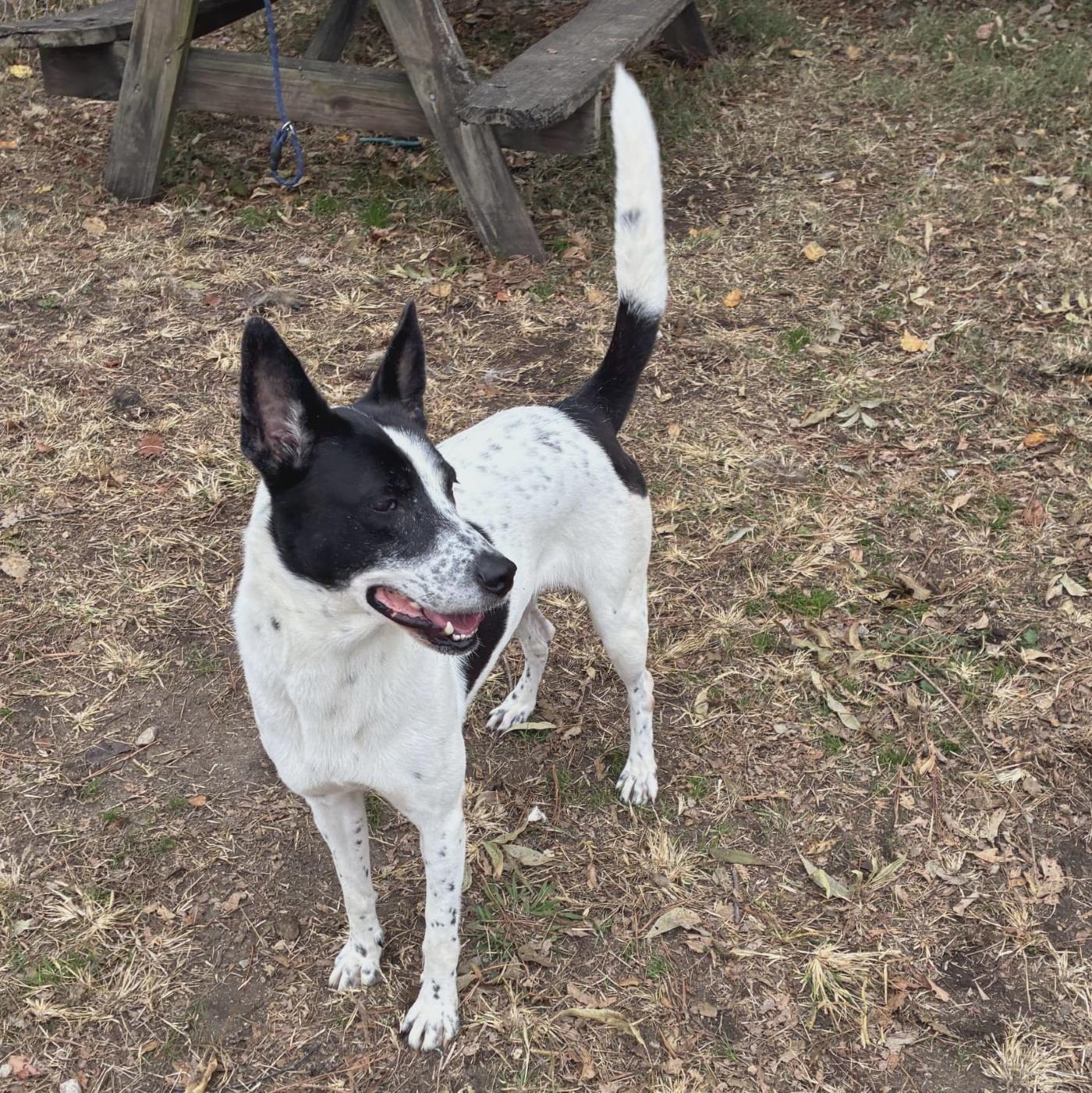 Enlarge Candy, a Adoptable mixed breed in Anniston, AL image 6/6
